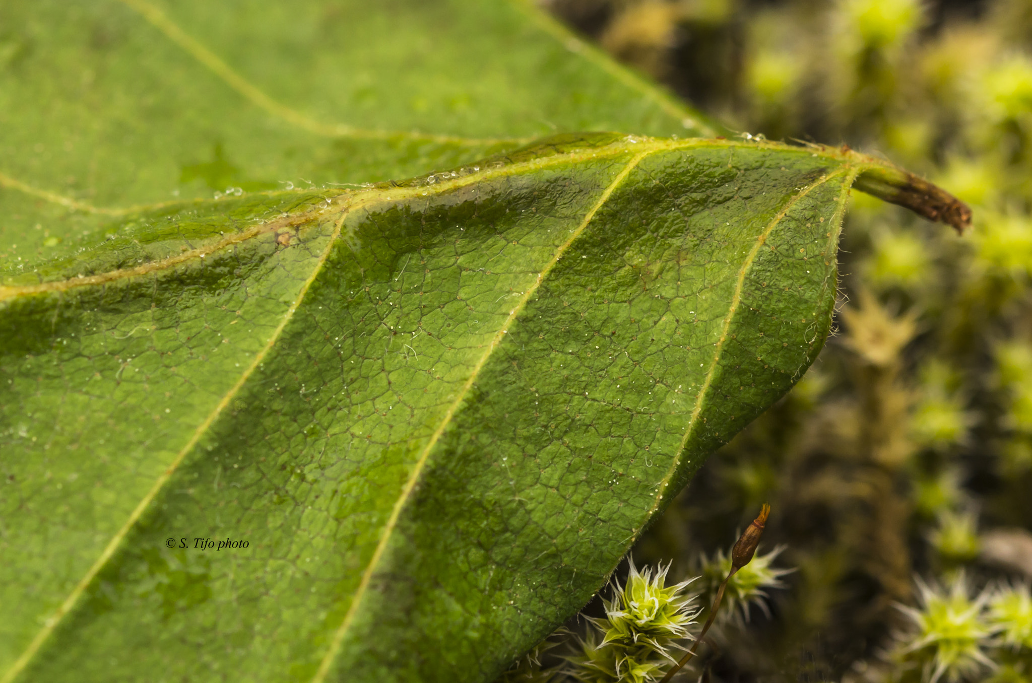 Sigma 105mm F2.8 EX DG OS HSM sample photo. Lines and textures ... photography