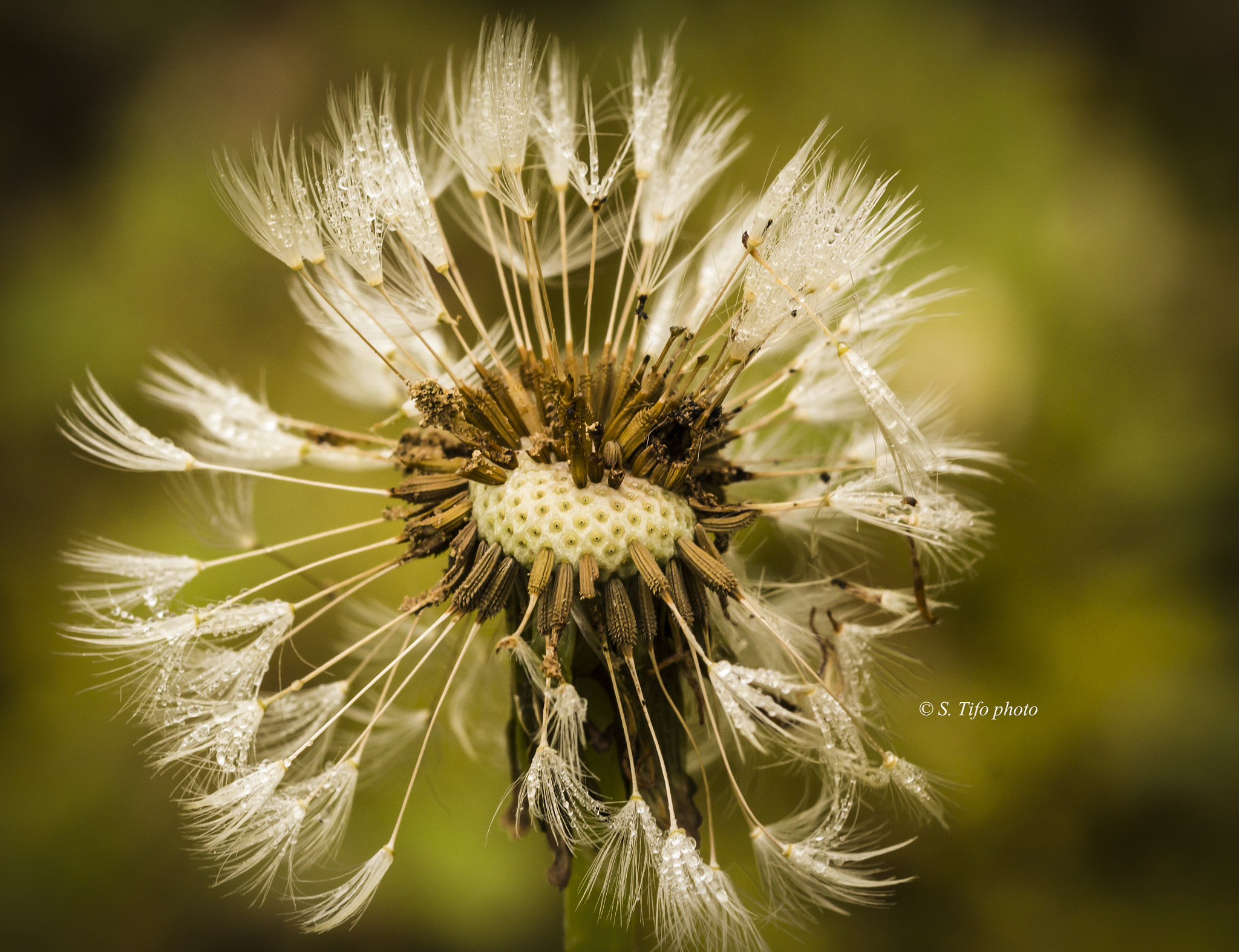 Sigma 105mm F2.8 EX DG OS HSM sample photo. Tsta photography