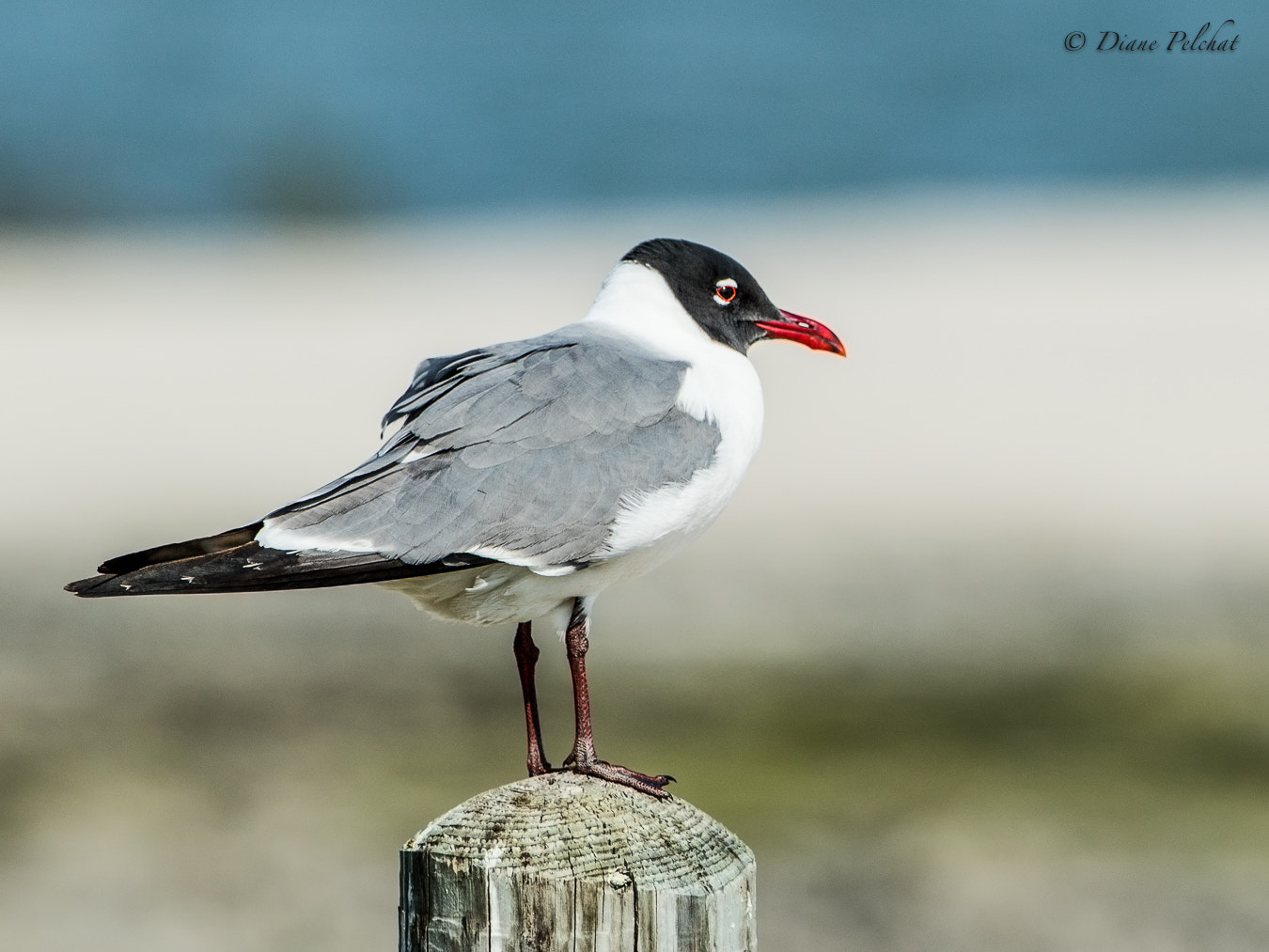 Canon EF 300mm F2.8L IS II USM sample photo. Laughing gull photography