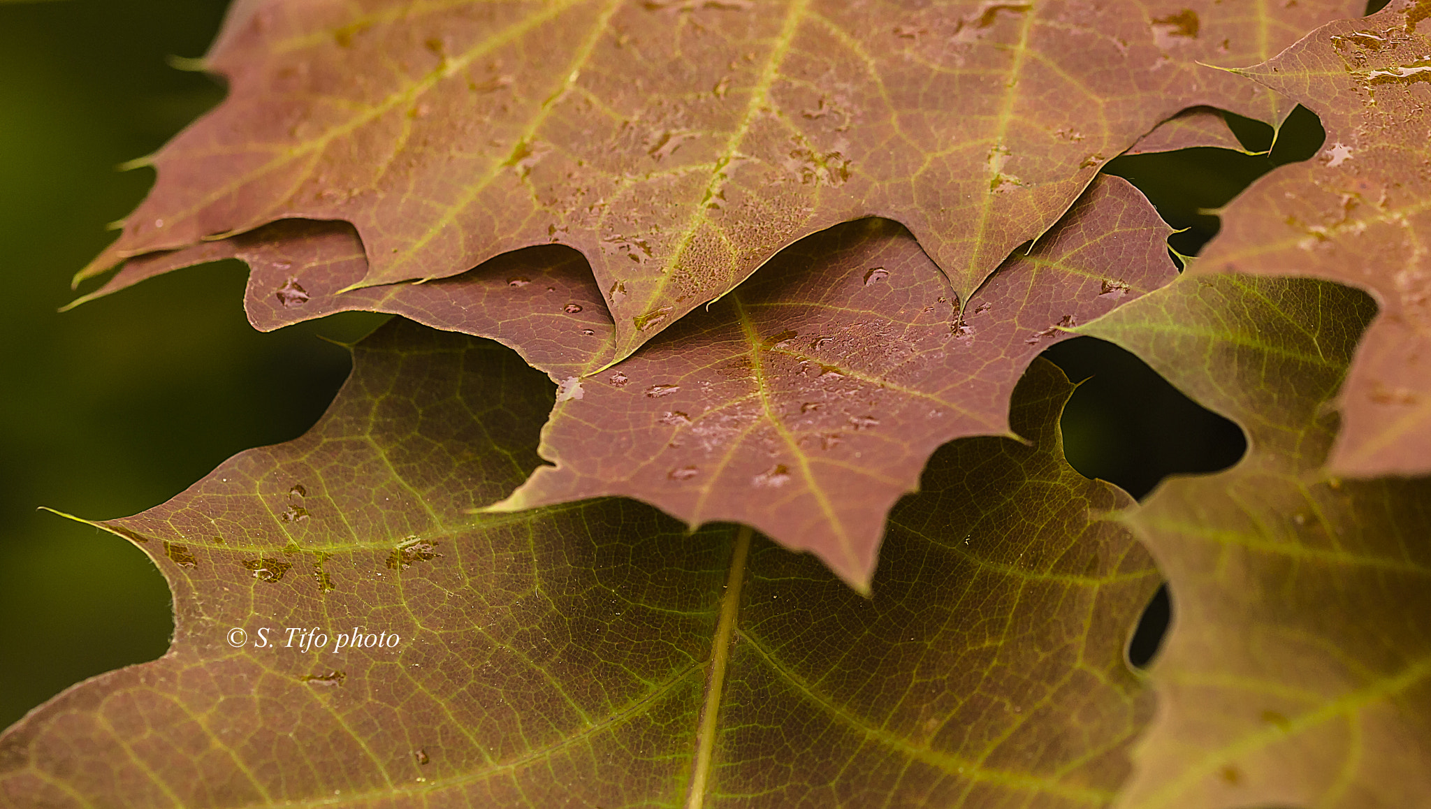 Sigma 105mm F2.8 EX DG OS HSM sample photo. Superposition ... photography