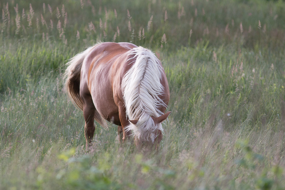 Canon EOS 70D + Canon EF 300mm F4L IS USM sample photo. Comtois dans le vent photography