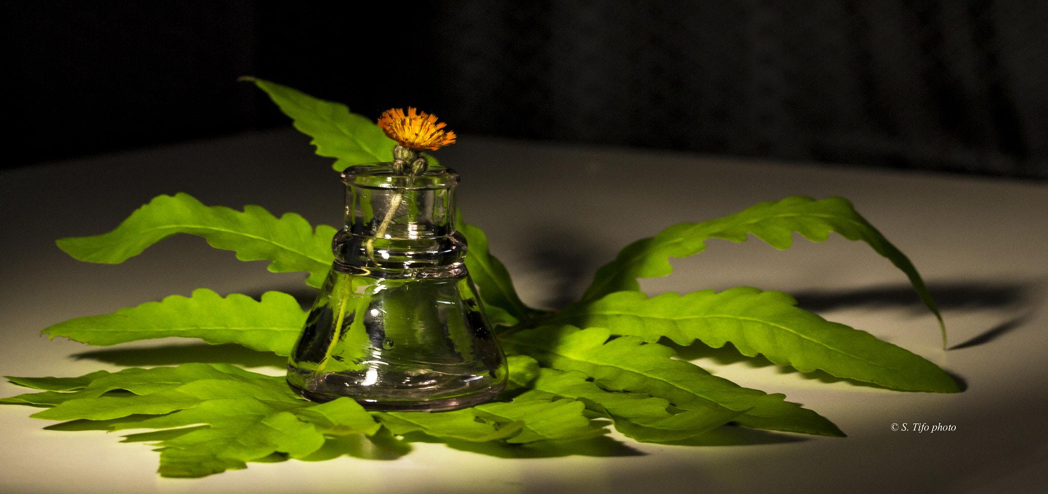 Canon EF-S 60mm F2.8 Macro USM sample photo. Flower in a bottle .. photography