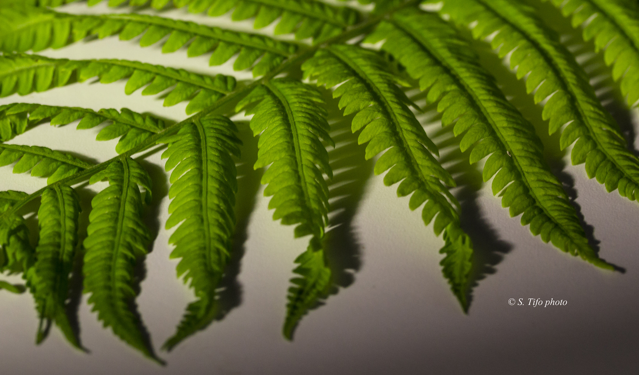Canon EF-S 60mm F2.8 Macro USM sample photo. Shadows .. photography