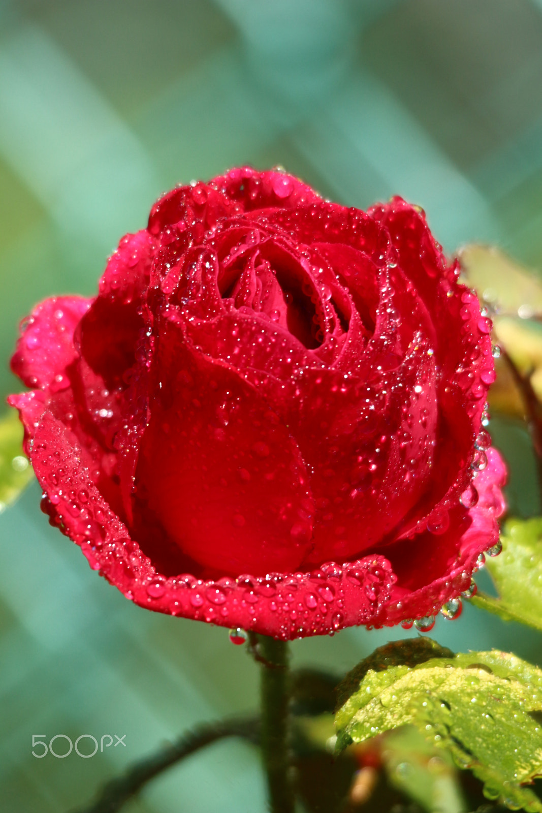 Sigma 150-500mm F5-6.3 DG OS HSM sample photo. Tears of a red rose photography