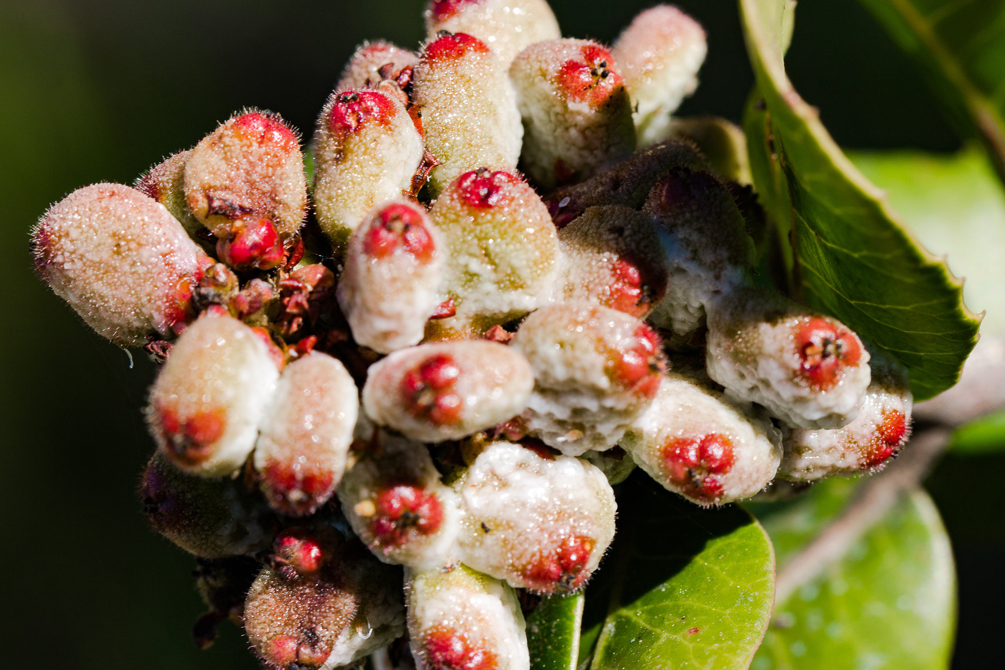 Canon EOS 70D + Tamron SP AF 60mm F2 Di II LD IF Macro sample photo. Lemonade berry photography