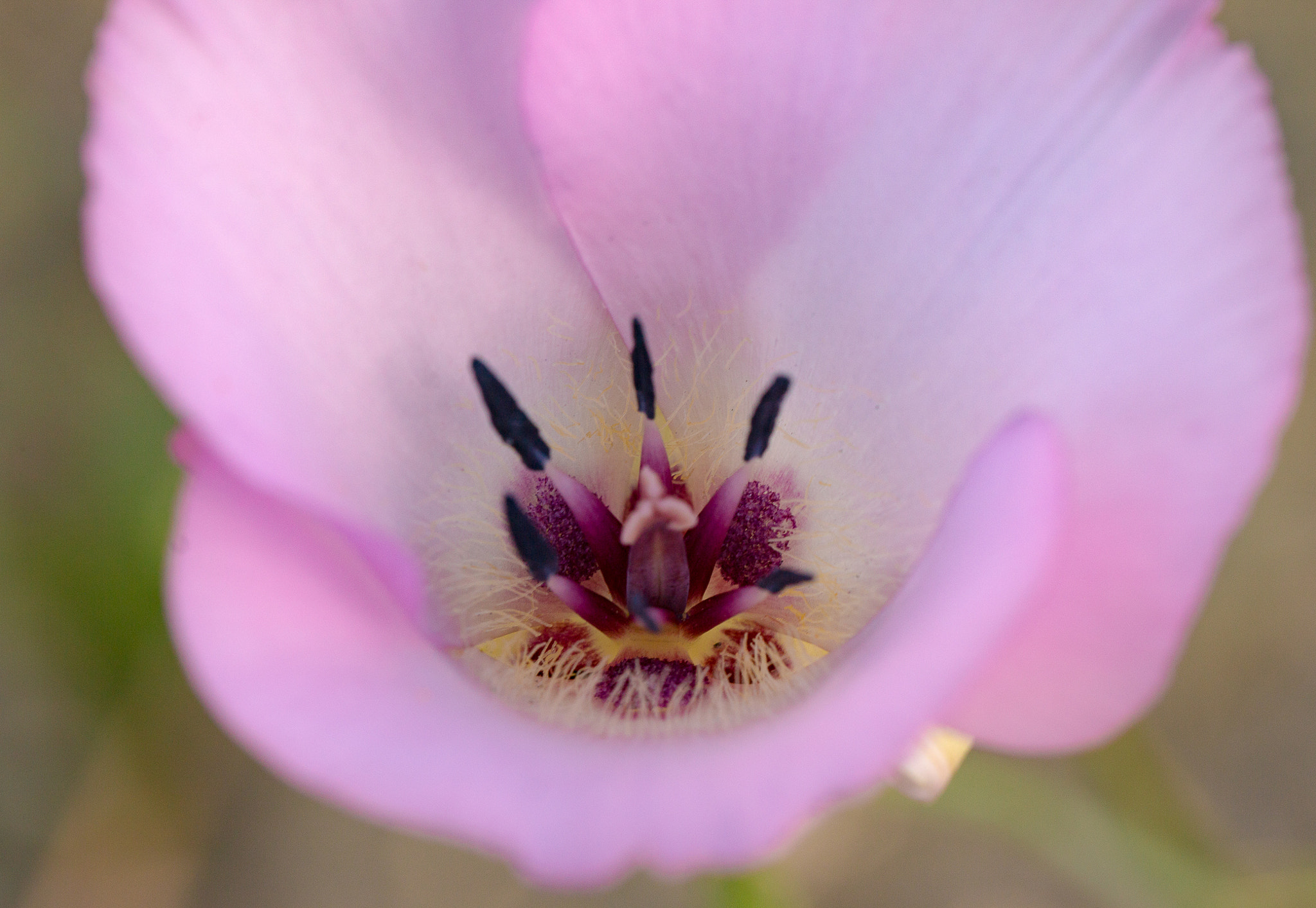 Tamron SP AF 60mm F2 Di II LD IF Macro sample photo. Purple flower depth photography