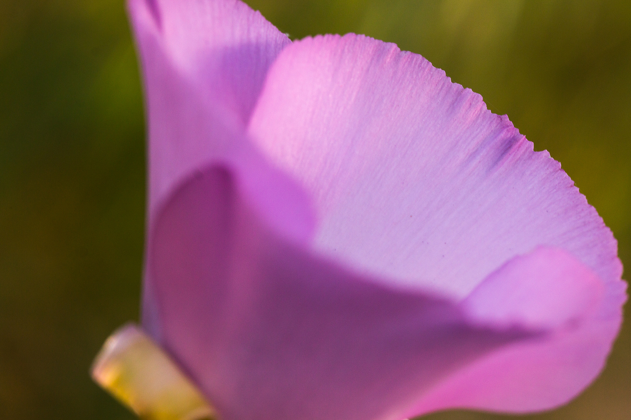 Tamron SP AF 60mm F2 Di II LD IF Macro sample photo. Purple flower profile photography