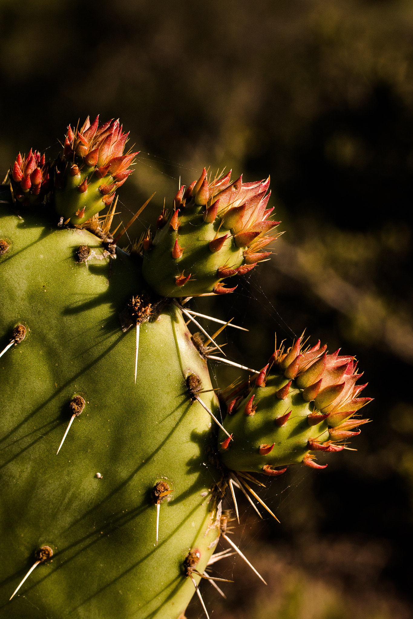 Canon EOS 70D + Tamron SP AF 60mm F2 Di II LD IF Macro sample photo. Cactus at sunset photography