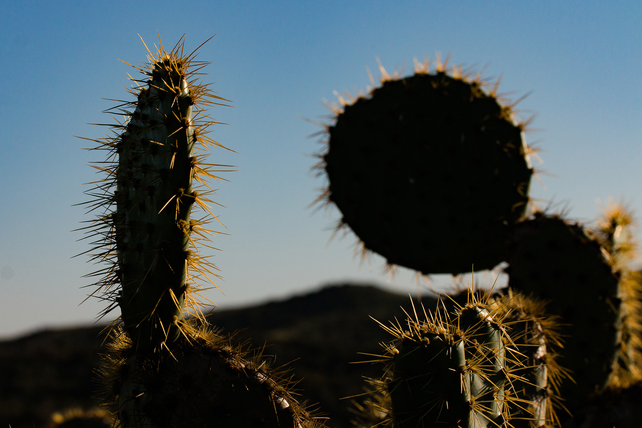 Canon EOS 70D + Tamron SP AF 60mm F2 Di II LD IF Macro sample photo. Cactus in sunset photography