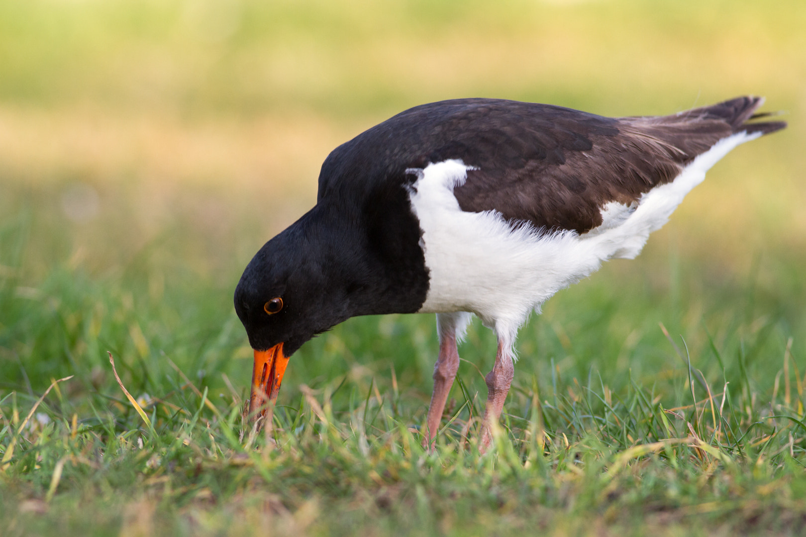 Canon EOS 7D + Canon EF 400mm F5.6L USM sample photo. Harbourside oystercatcher (4) photography