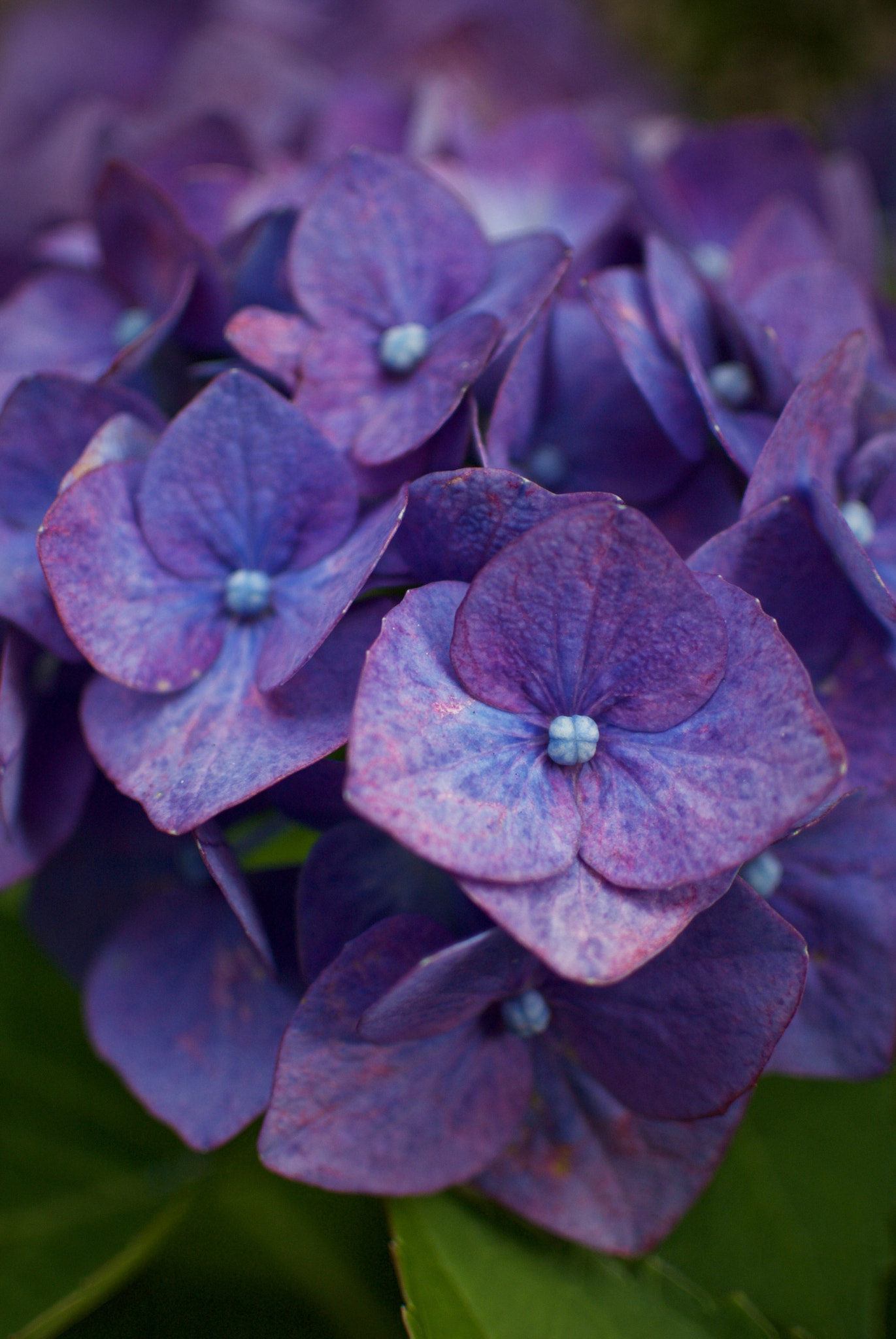 Nikon 1 J2 + Nikon 1 Nikkor 18.5mm F1.8 sample photo. Hydrangea photography