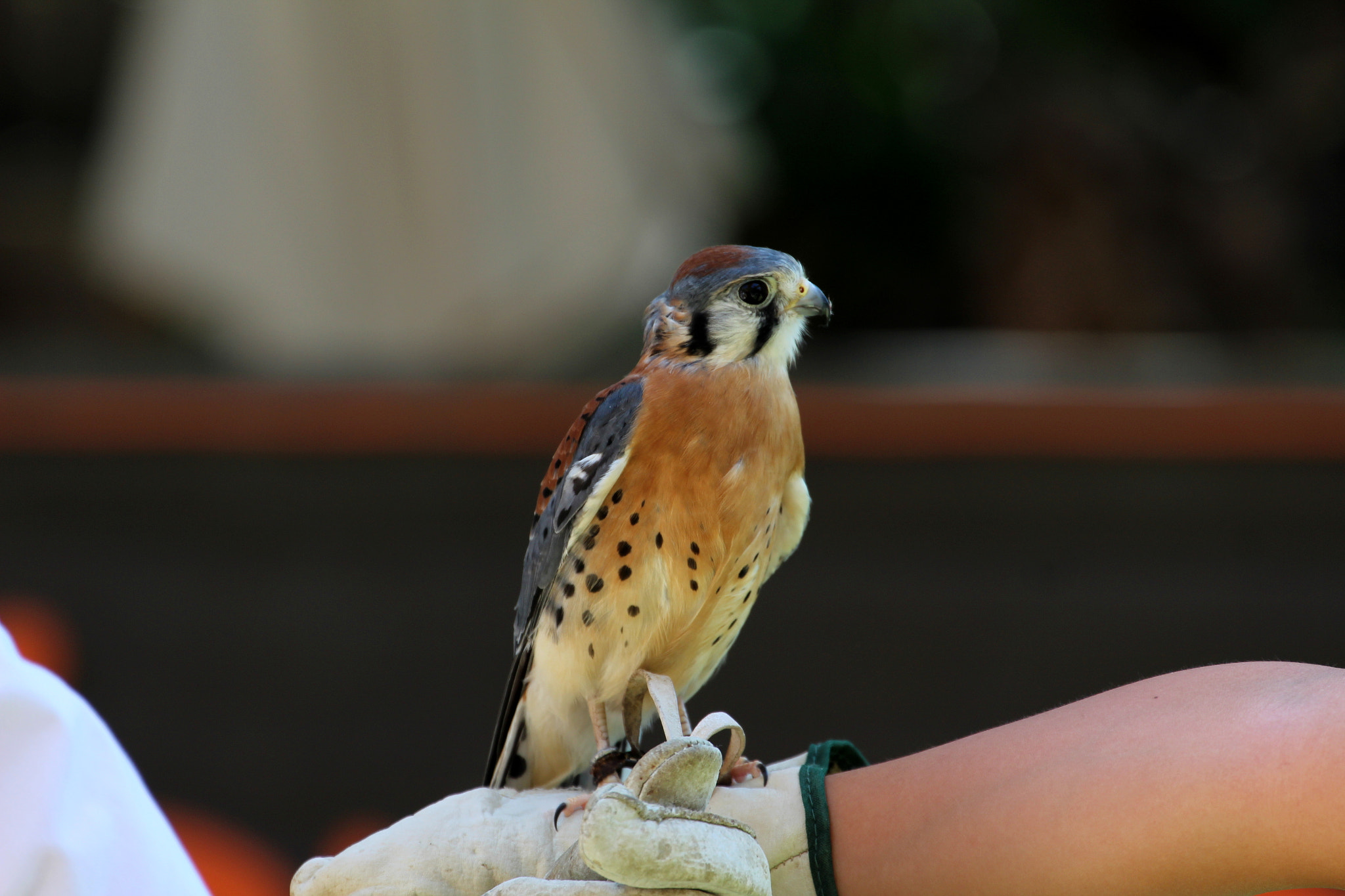 Canon EF 70-300mm F4-5.6L IS USM sample photo. Falcon.jpg photography