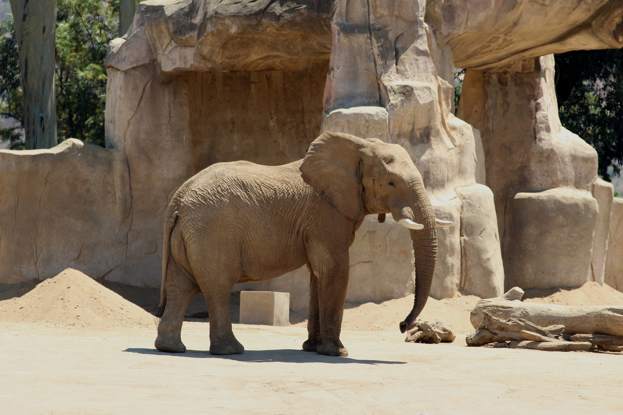 Canon EF 70-300mm F4-5.6L IS USM sample photo. Elephant.jpg photography