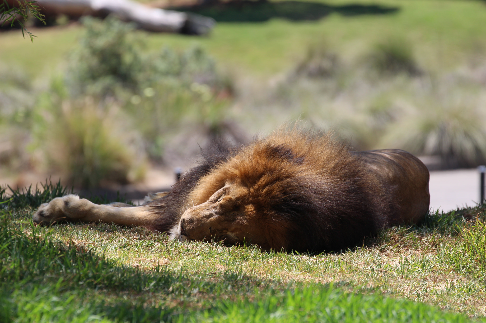 Canon EF 70-300mm F4-5.6L IS USM sample photo. Nap time.jpg photography