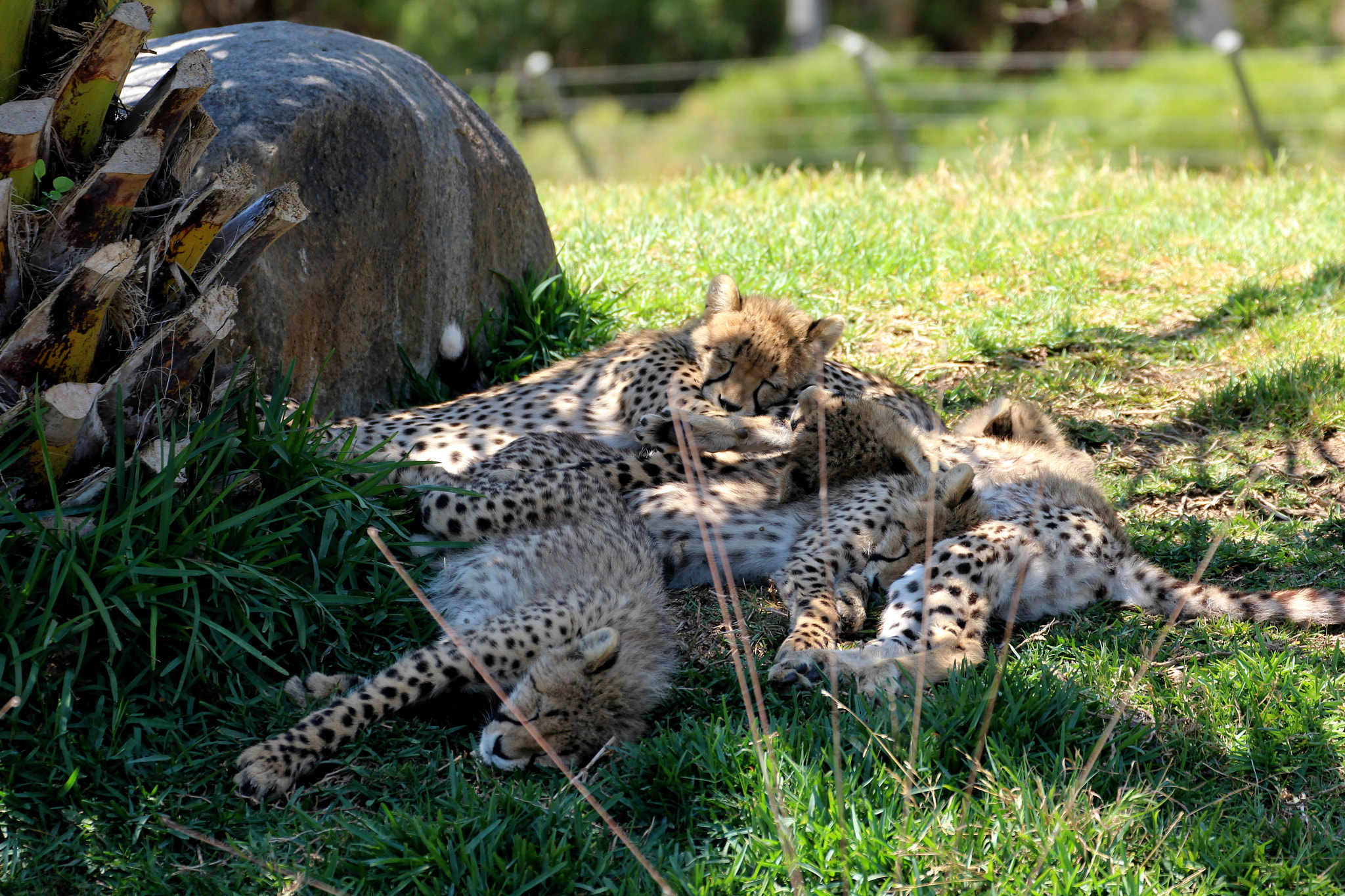Canon EF 70-300mm F4-5.6L IS USM sample photo. Nap time 2.jpg photography
