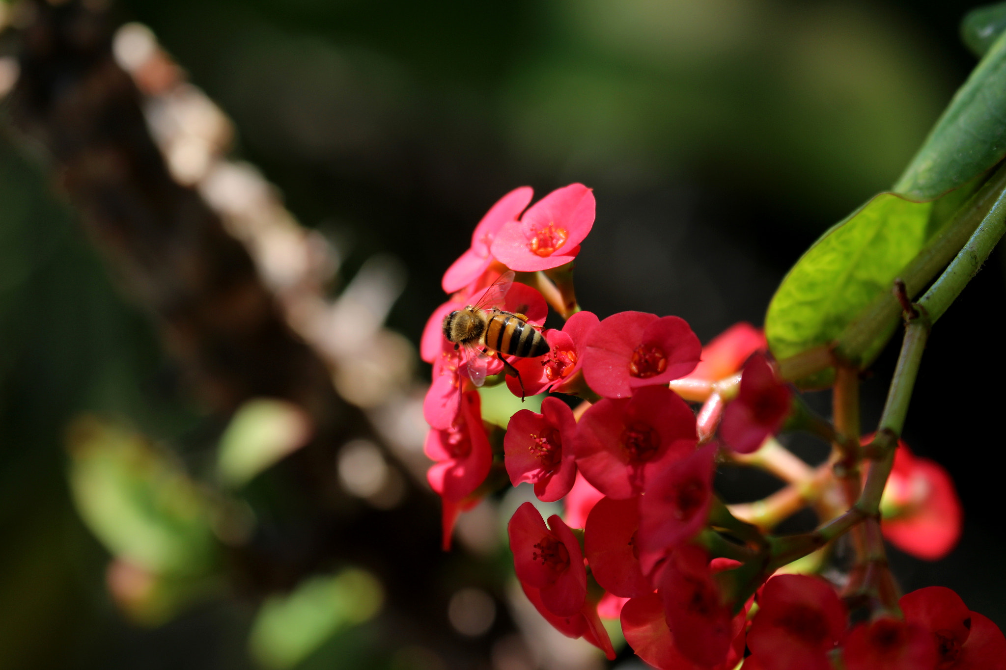 Canon EF 70-300mm F4-5.6L IS USM sample photo. Bee photography
