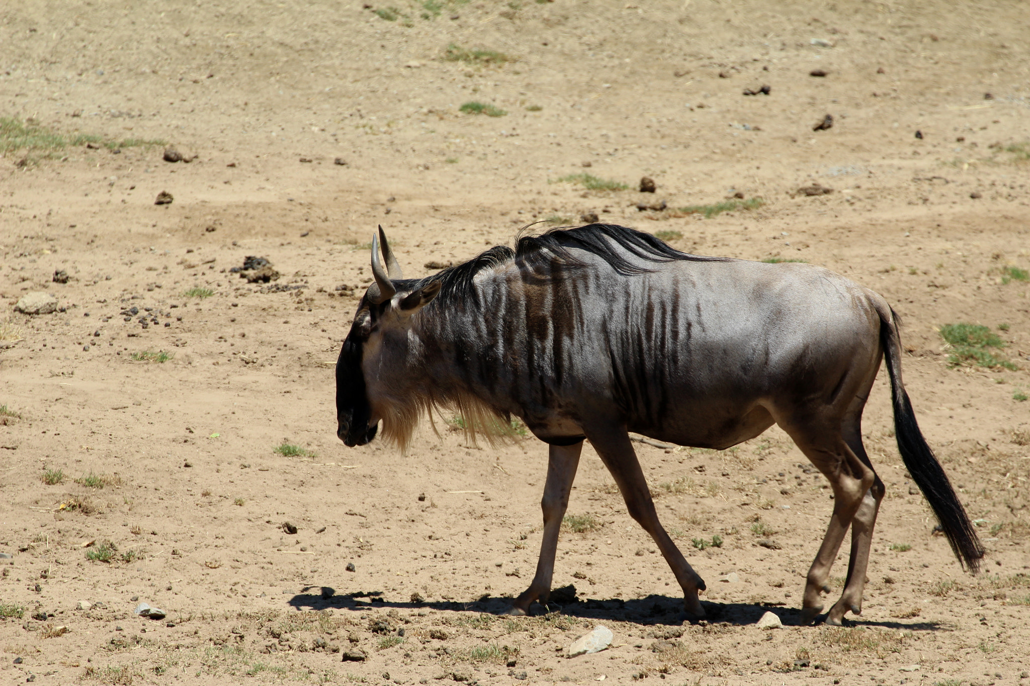 Canon EF 70-300mm F4-5.6L IS USM sample photo. Roaming.jpg photography