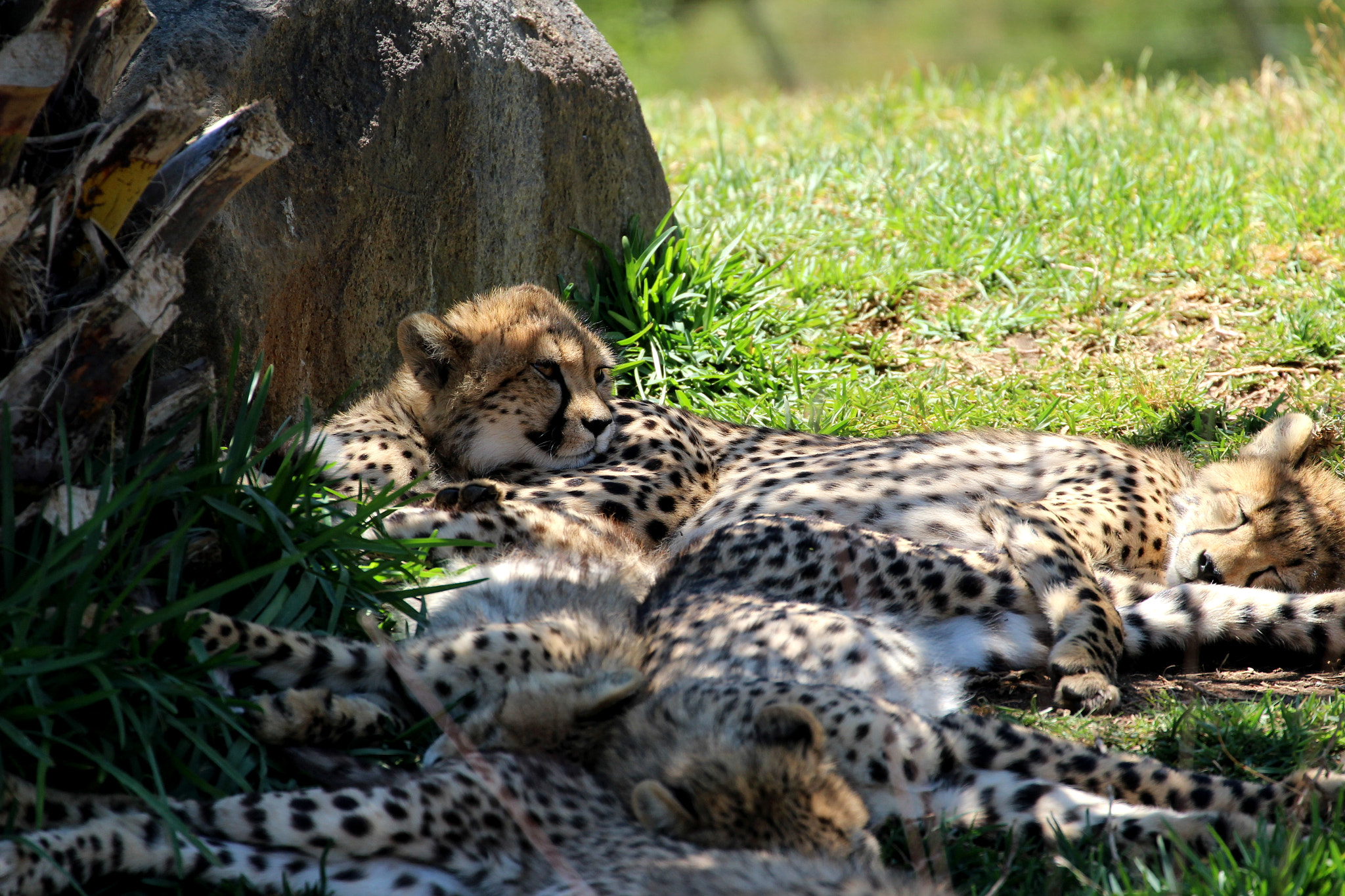 Canon EF 70-300mm F4-5.6L IS USM sample photo. Who woke me up.jpg photography