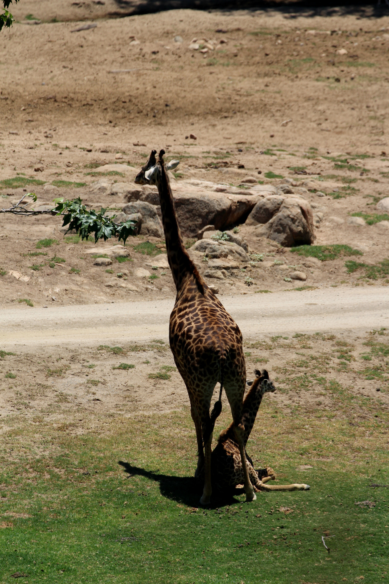 Canon EF 70-300mm F4-5.6L IS USM sample photo. Mom and baby.jpg photography