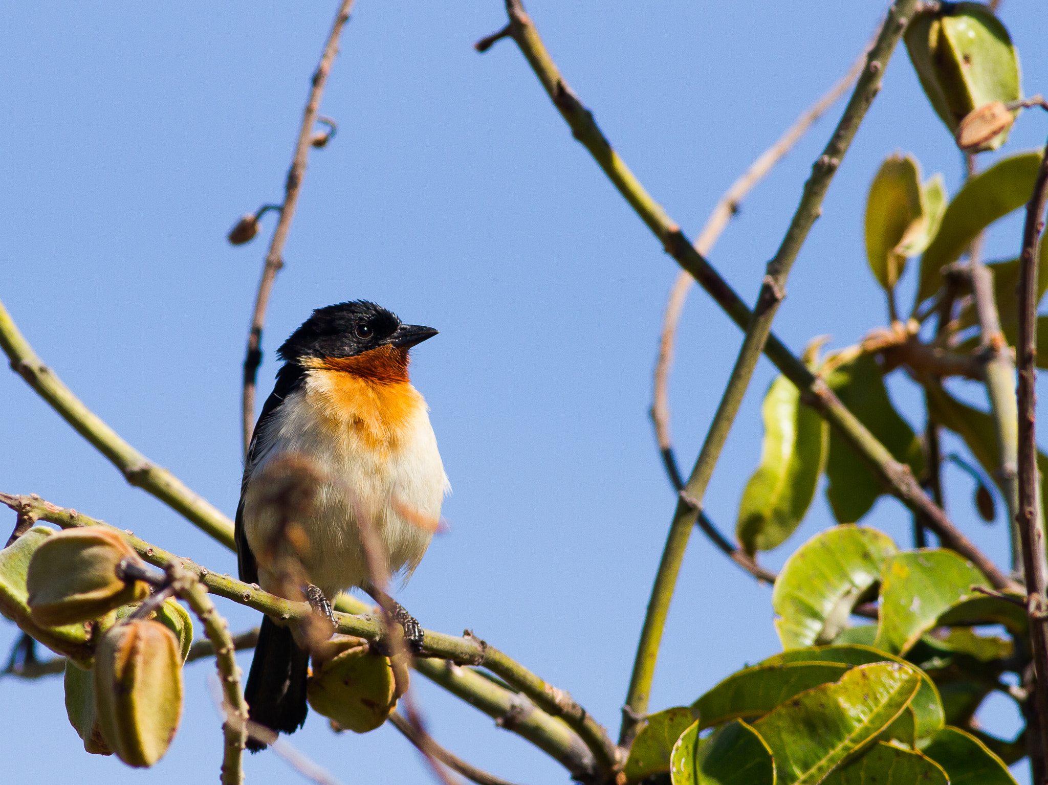 Canon EOS 7D + Canon EF 400mm F5.6L USM sample photo. Cypsnagra hirundinacea photography