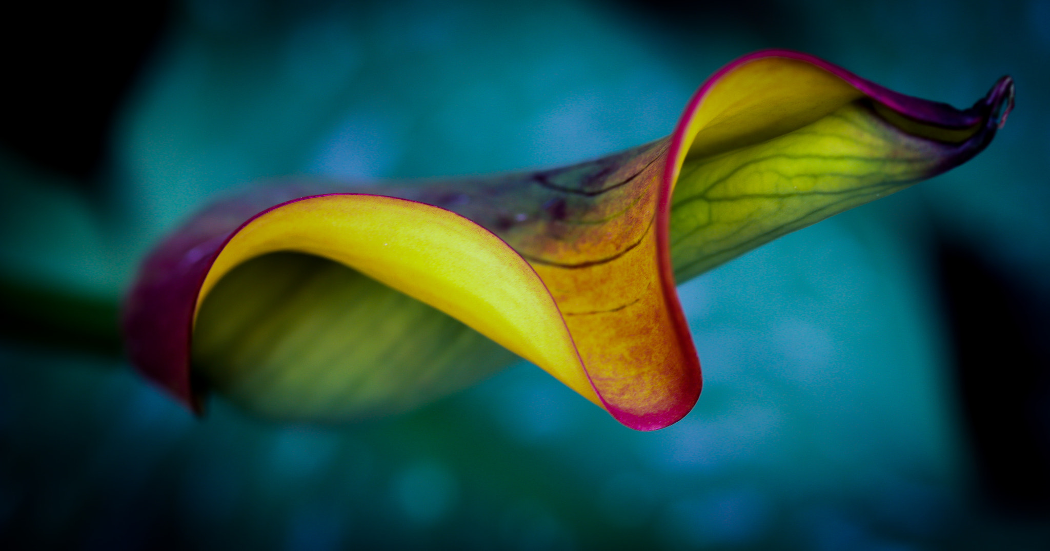 Canon EF-S 60mm F2.8 Macro USM sample photo. Curves and bokeh photography