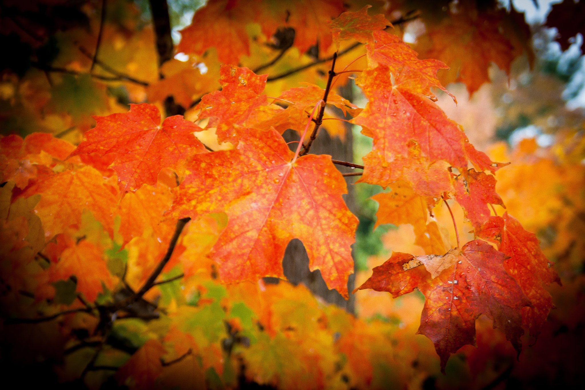 Canon EF-S 18-55mm F3.5-5.6 sample photo. Perfect leaf photography