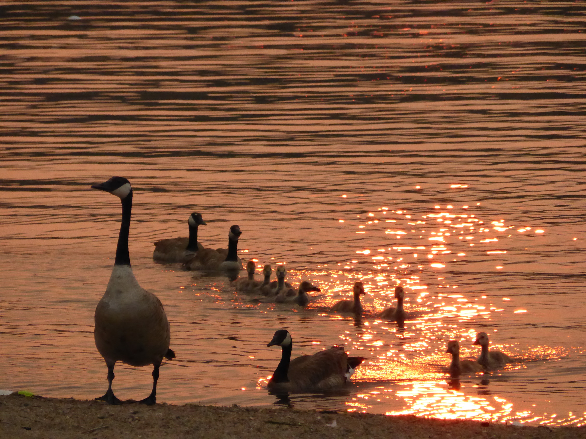 Panasonic DMC-ZS30 sample photo. Canadian geese photography