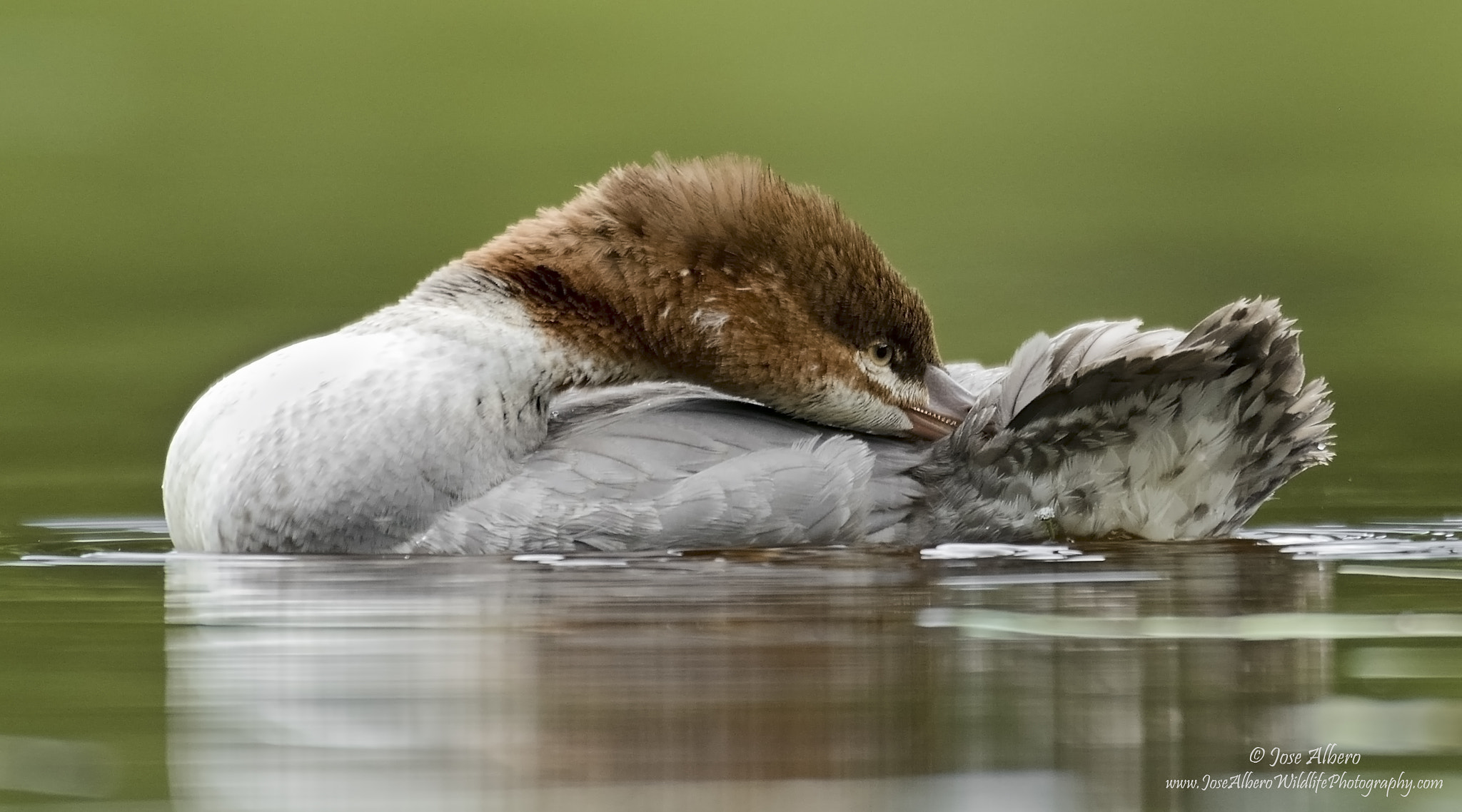 Nikon AF-S Nikkor 500mm F4D ED-IF II sample photo. Common merganser photography