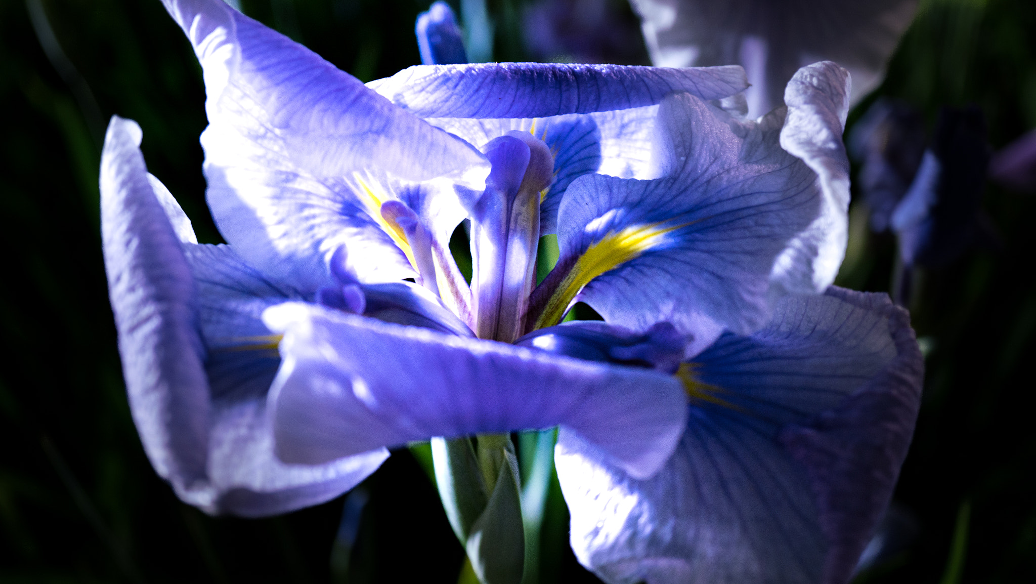 Sony a7R II + Sony E 30mm F3.5 Macro sample photo. Iris illuminated photography