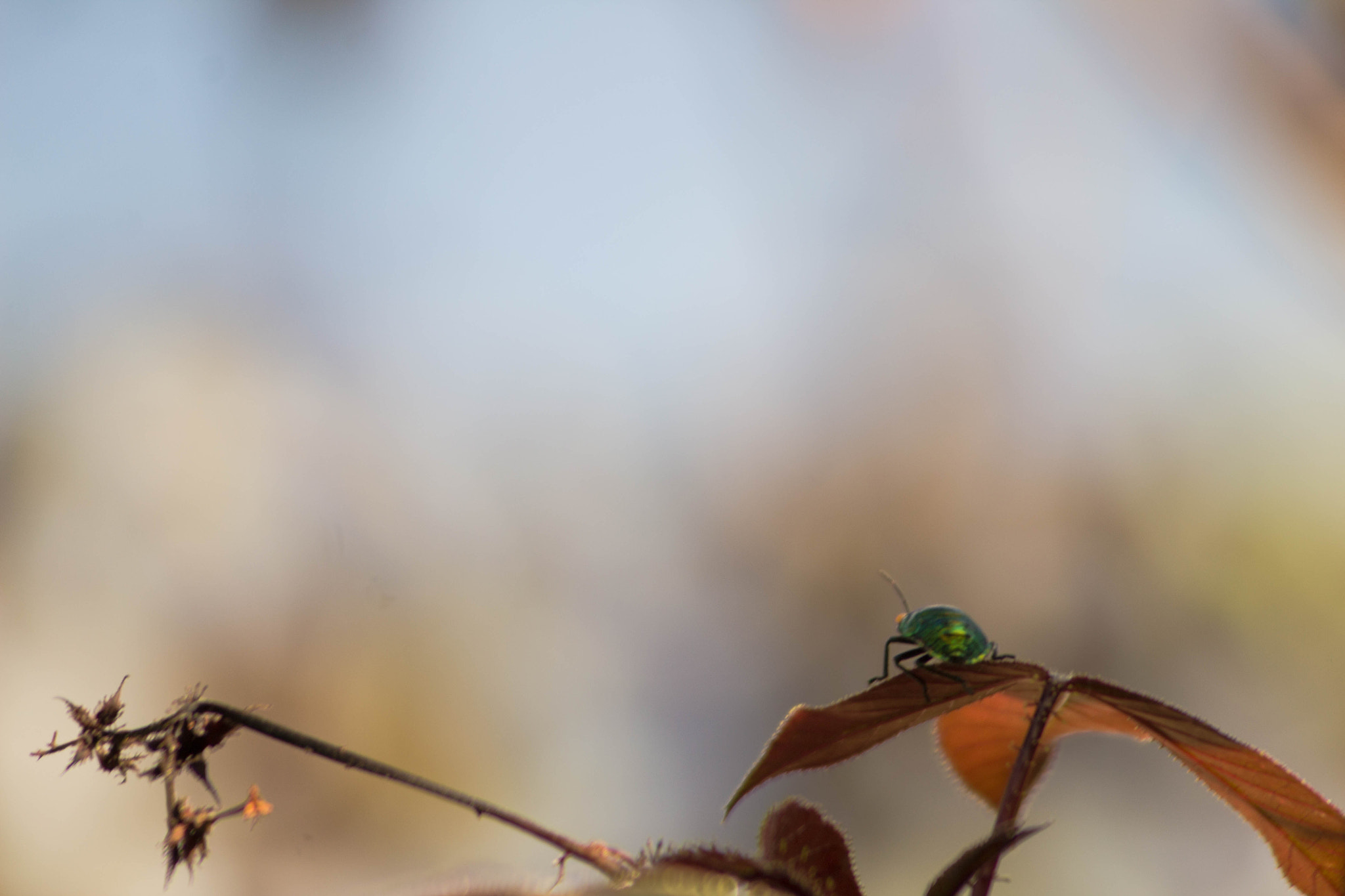 Canon EF 55-200mm F4.5-5.6 II USM sample photo. ... photography