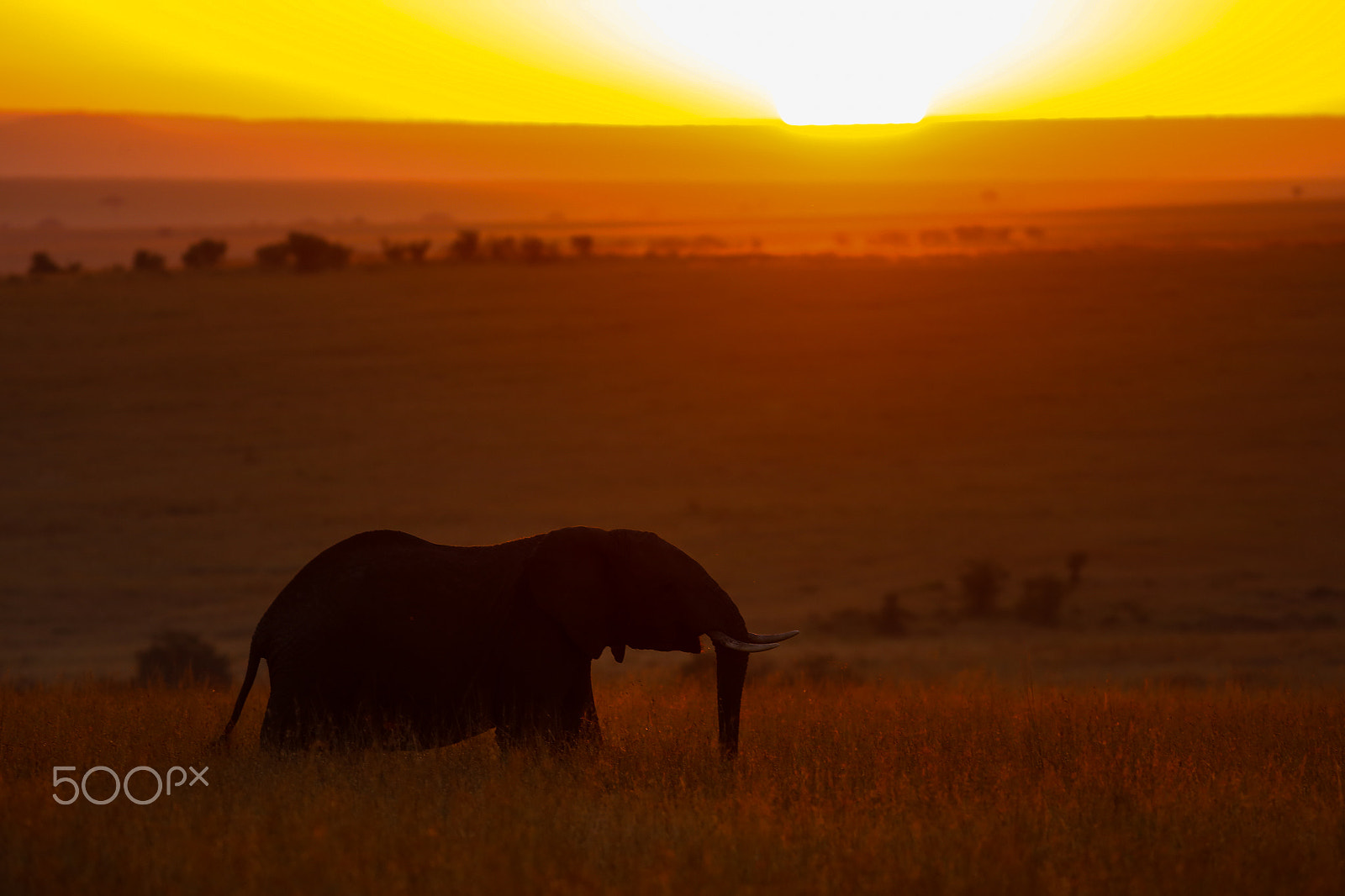 Canon EOS 6D + Canon EF 400mm F5.6L USM sample photo. Mara sunrise photography