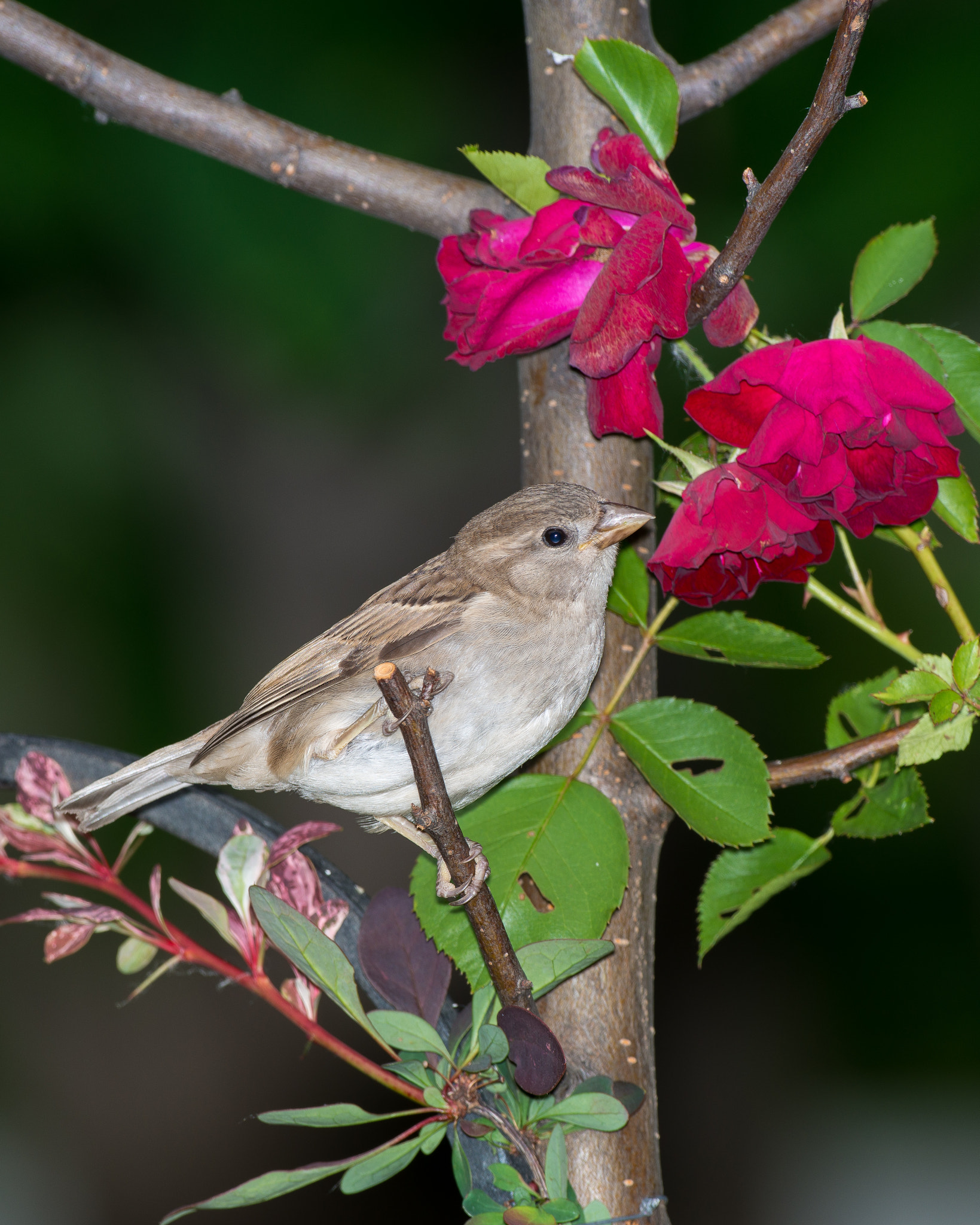 Nikon D800E + Nikon AF-S Nikkor 500mm F4D ED-IF II sample photo. House sparrow & roses photography