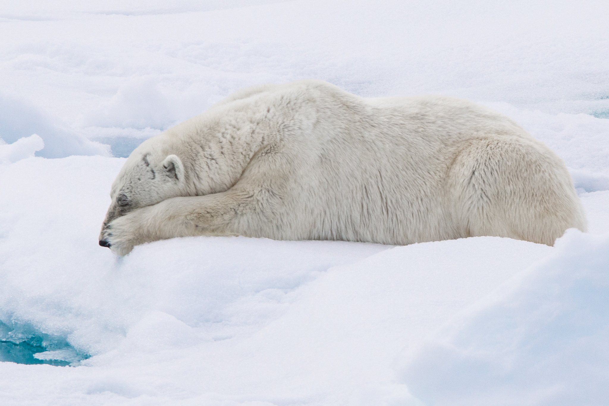 Sigma 150-600mm F5-6.3 DG OS HSM | C sample photo. Svalbard photography