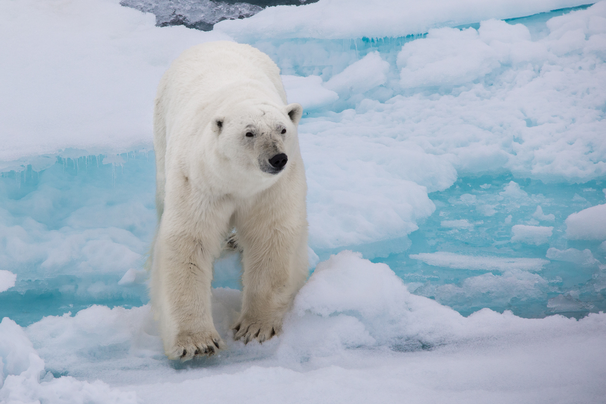 Sigma 150-600mm F5-6.3 DG OS HSM | C sample photo. Svalbard photography