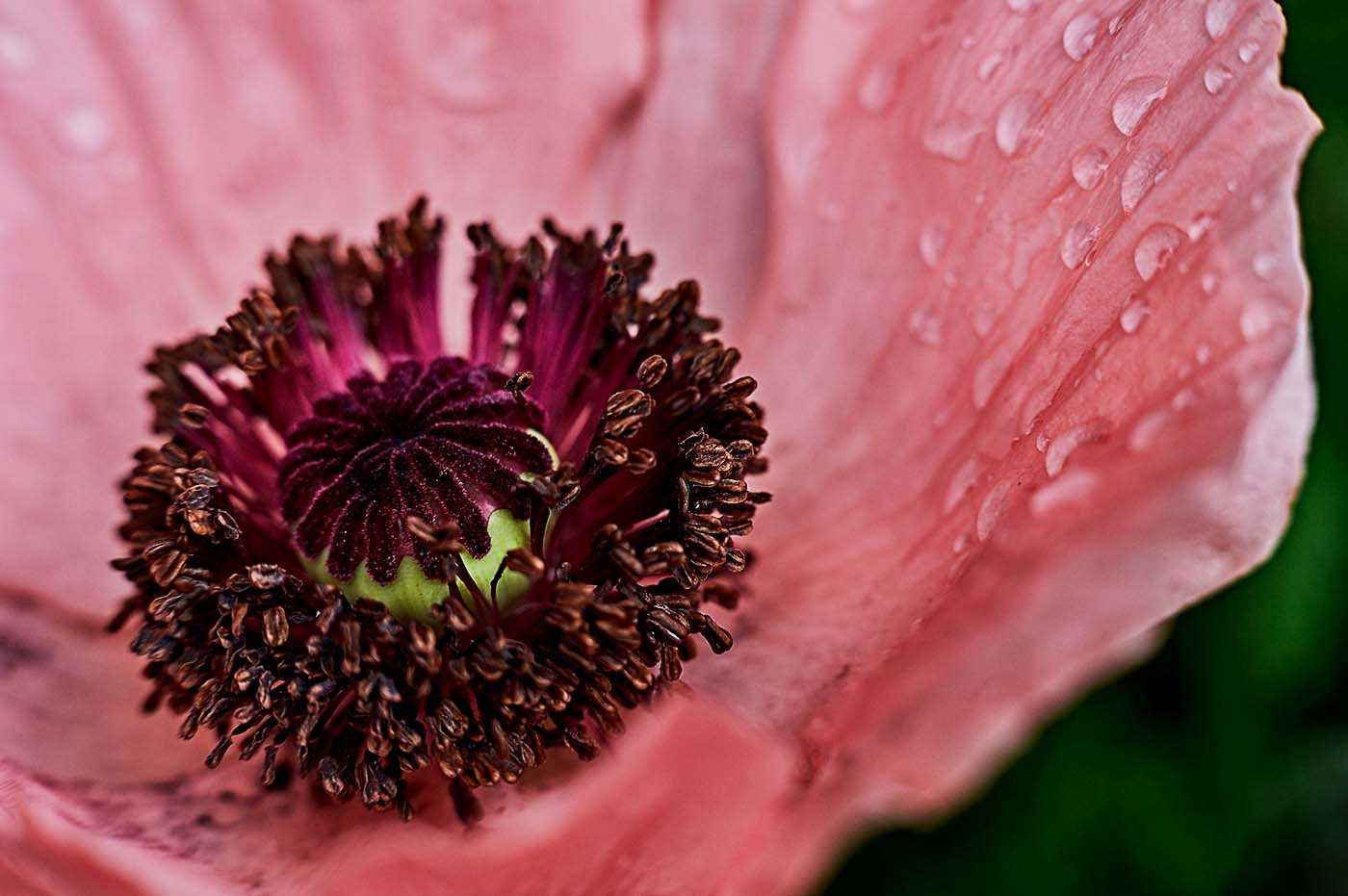 Fujifilm X-A1 + Fujifilm XF 56mm F1.2 R sample photo. Pink poppy in the rain photography