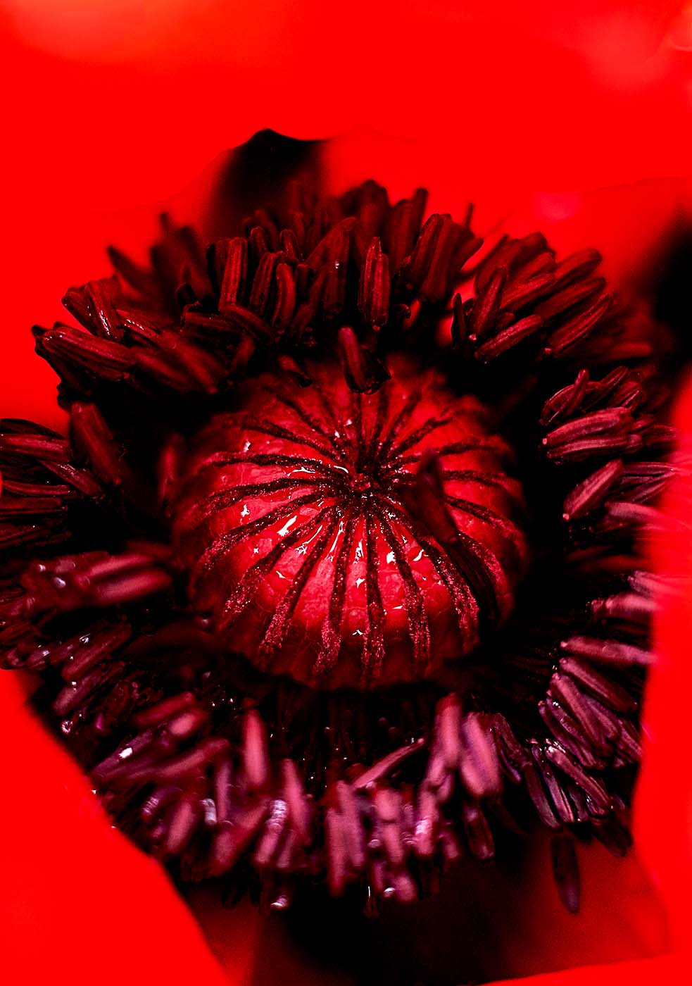 Fujifilm X-A1 + Fujifilm XF 56mm F1.2 R sample photo. Red poppy centre details photography