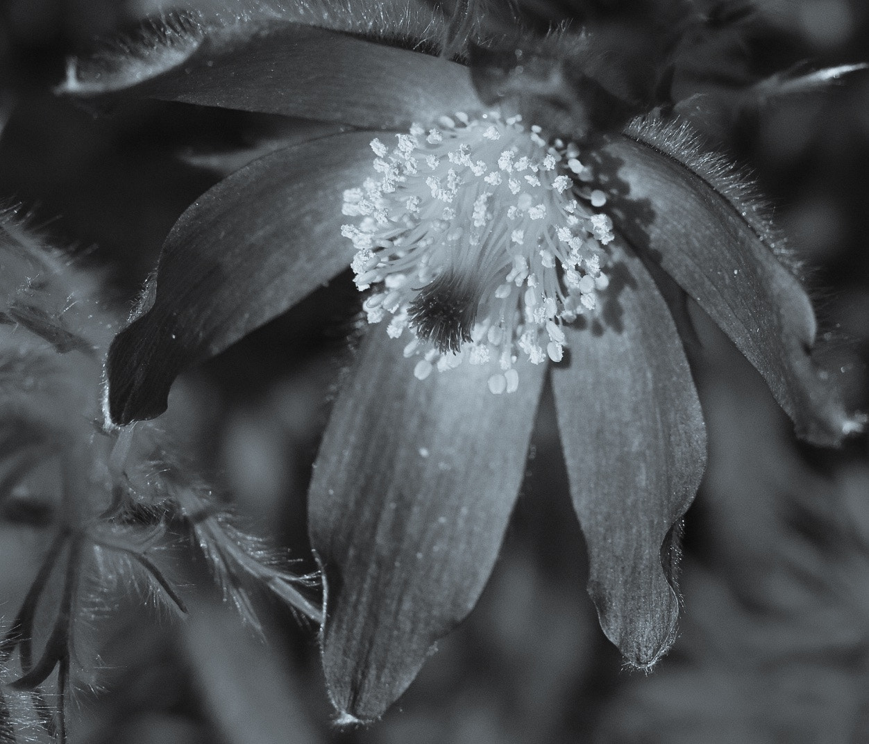 Canon EOS 760D (EOS Rebel T6s / EOS 8000D) sample photo. Pasqueflower photography