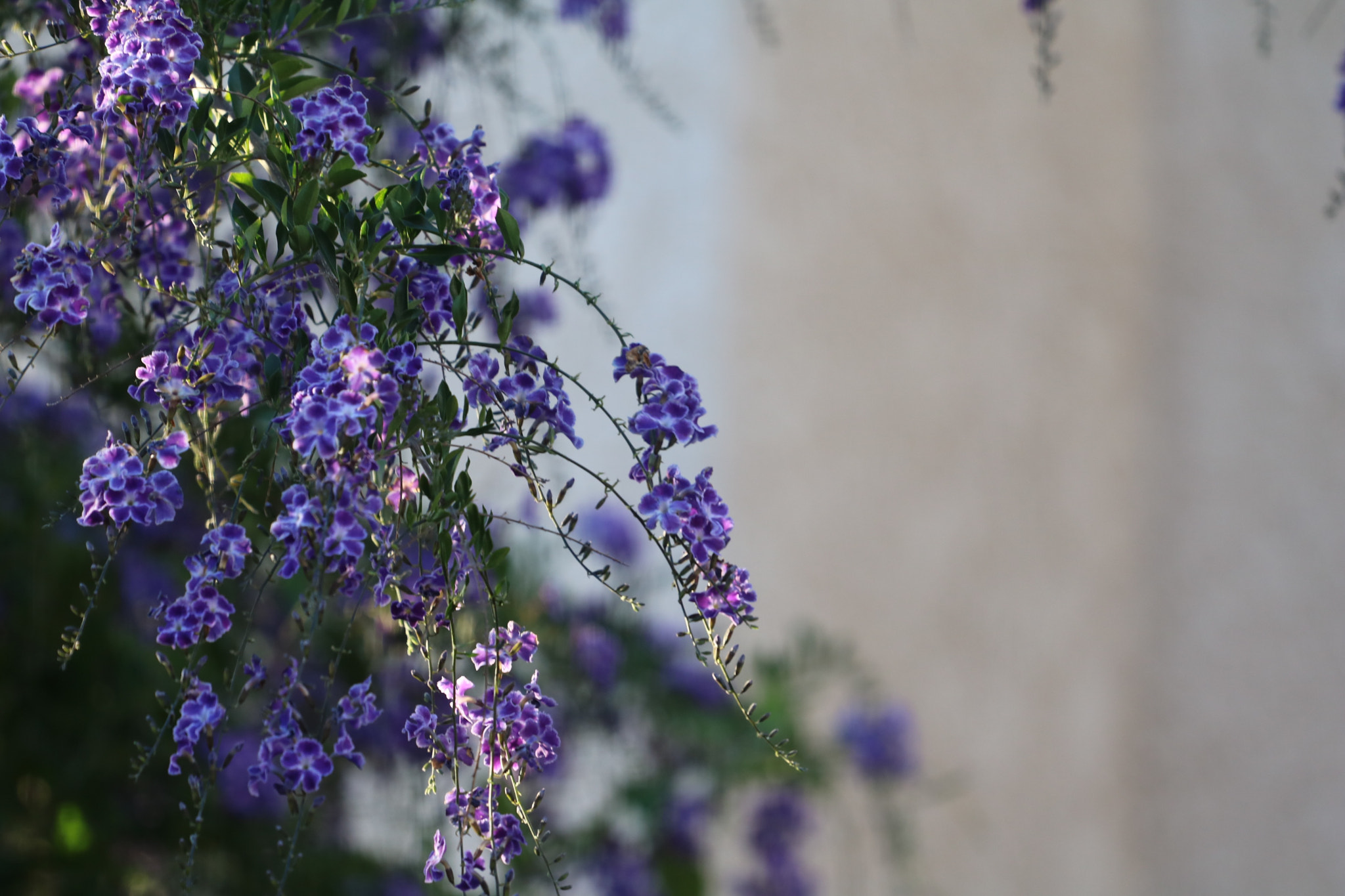 Canon EOS 750D (EOS Rebel T6i / EOS Kiss X8i) + Canon EF 70-200mm F4L USM sample photo. The garden fairy photography