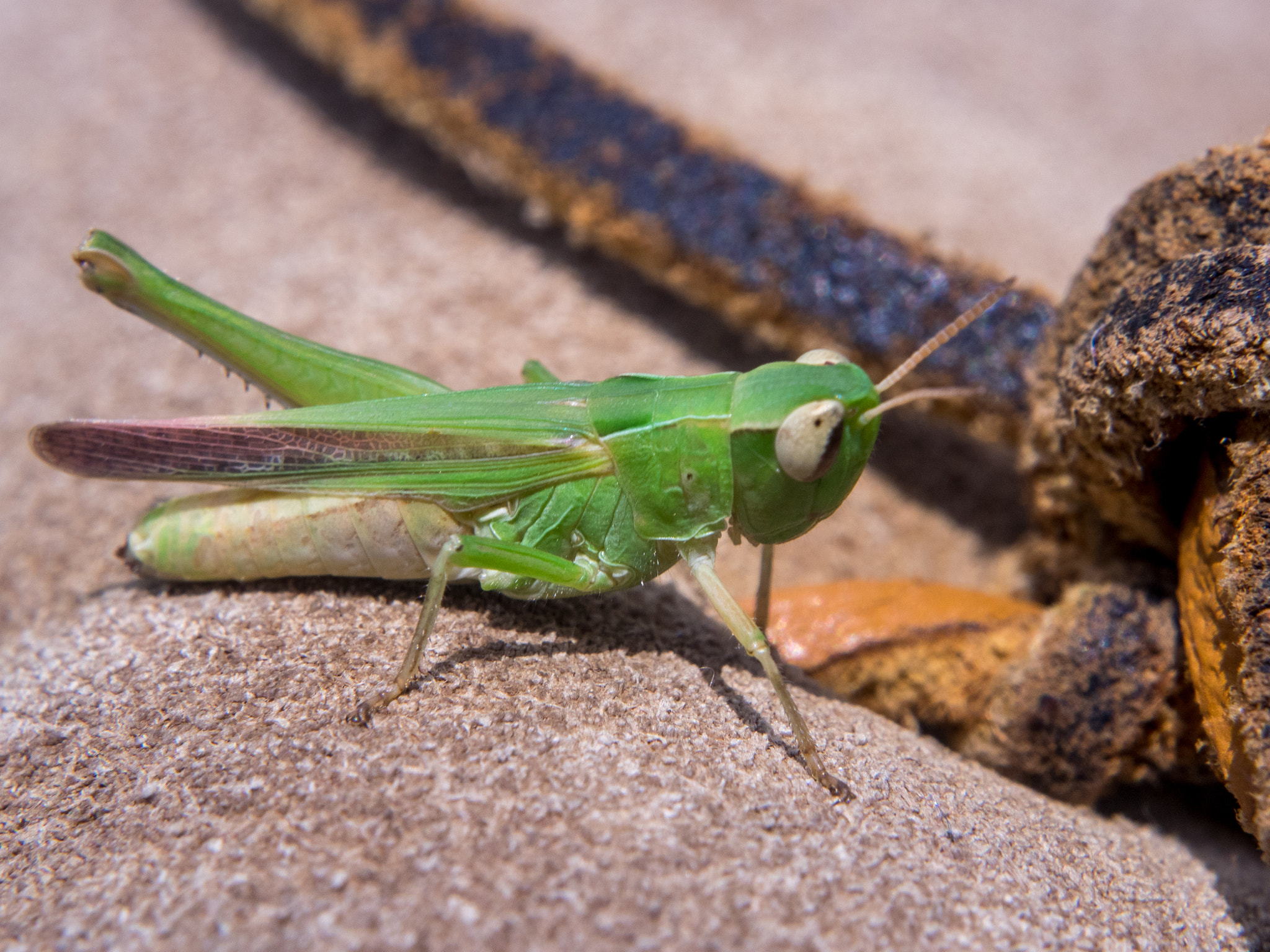 Olympus OM-D E-M1 + OLYMPUS M.12-50mm F3.5-6.3 sample photo. Grasshopper afoot photography