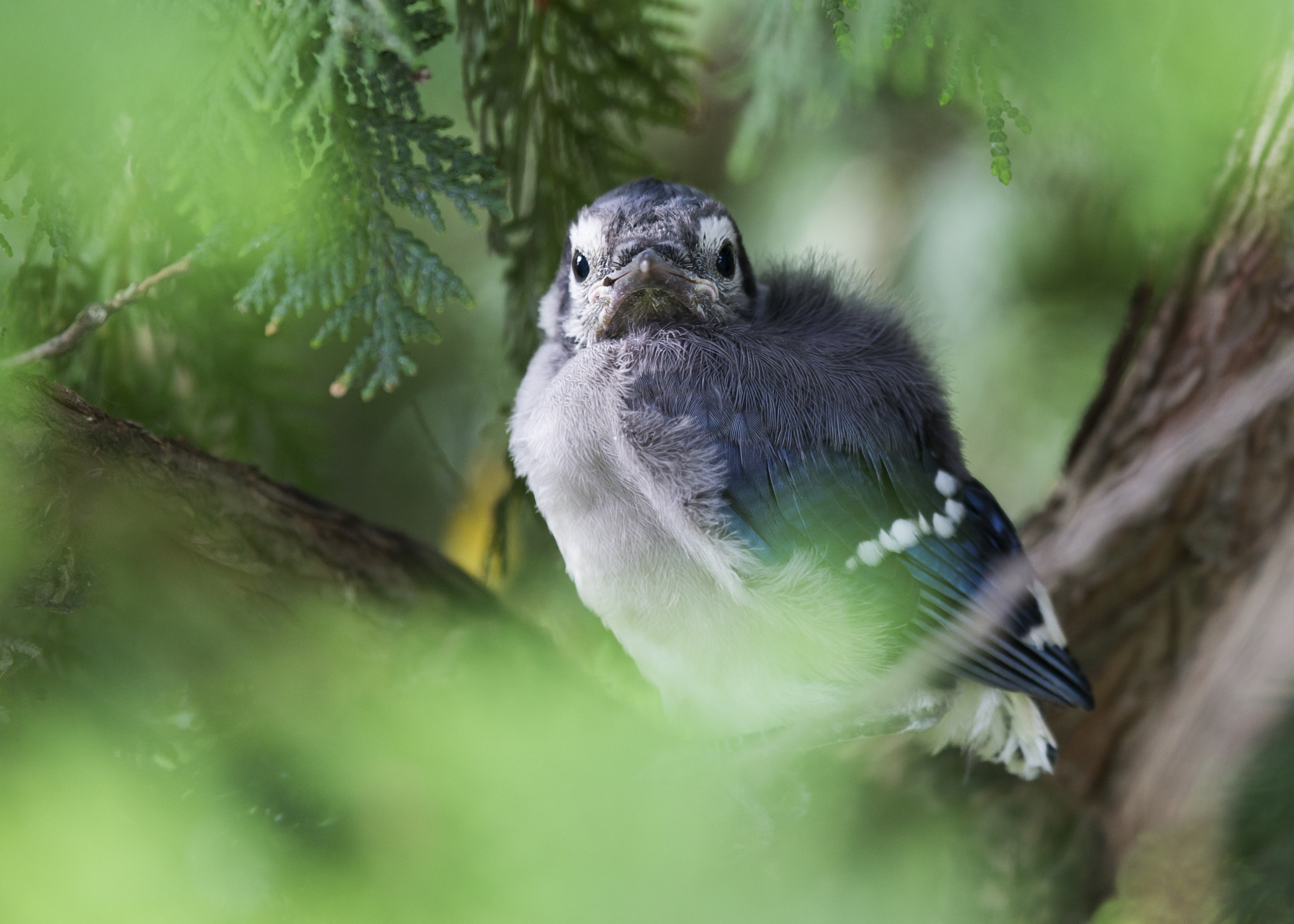 Canon EF 100-400mm F4.5-5.6L IS USM sample photo. A99q7270.jpg photography