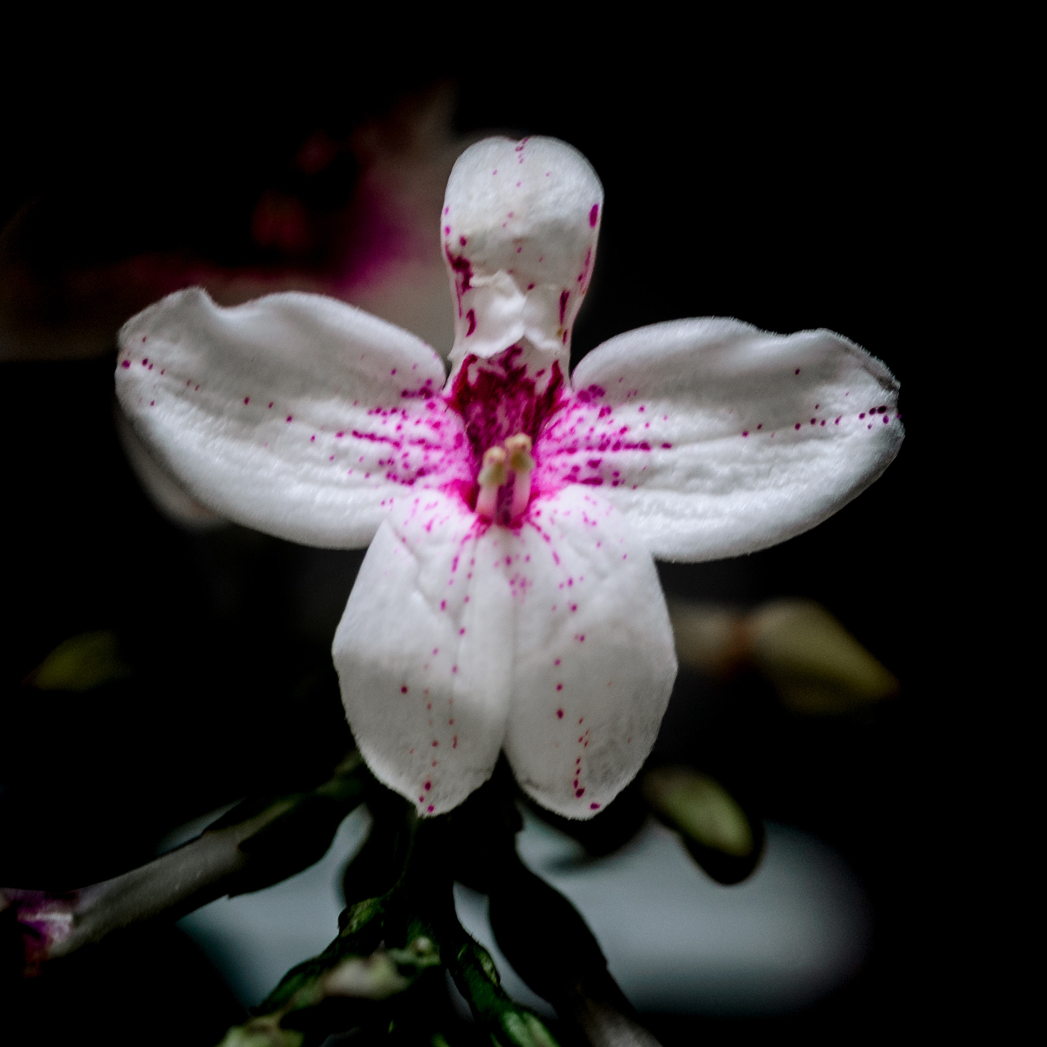 Nikon D40X sample photo. Illusion photography