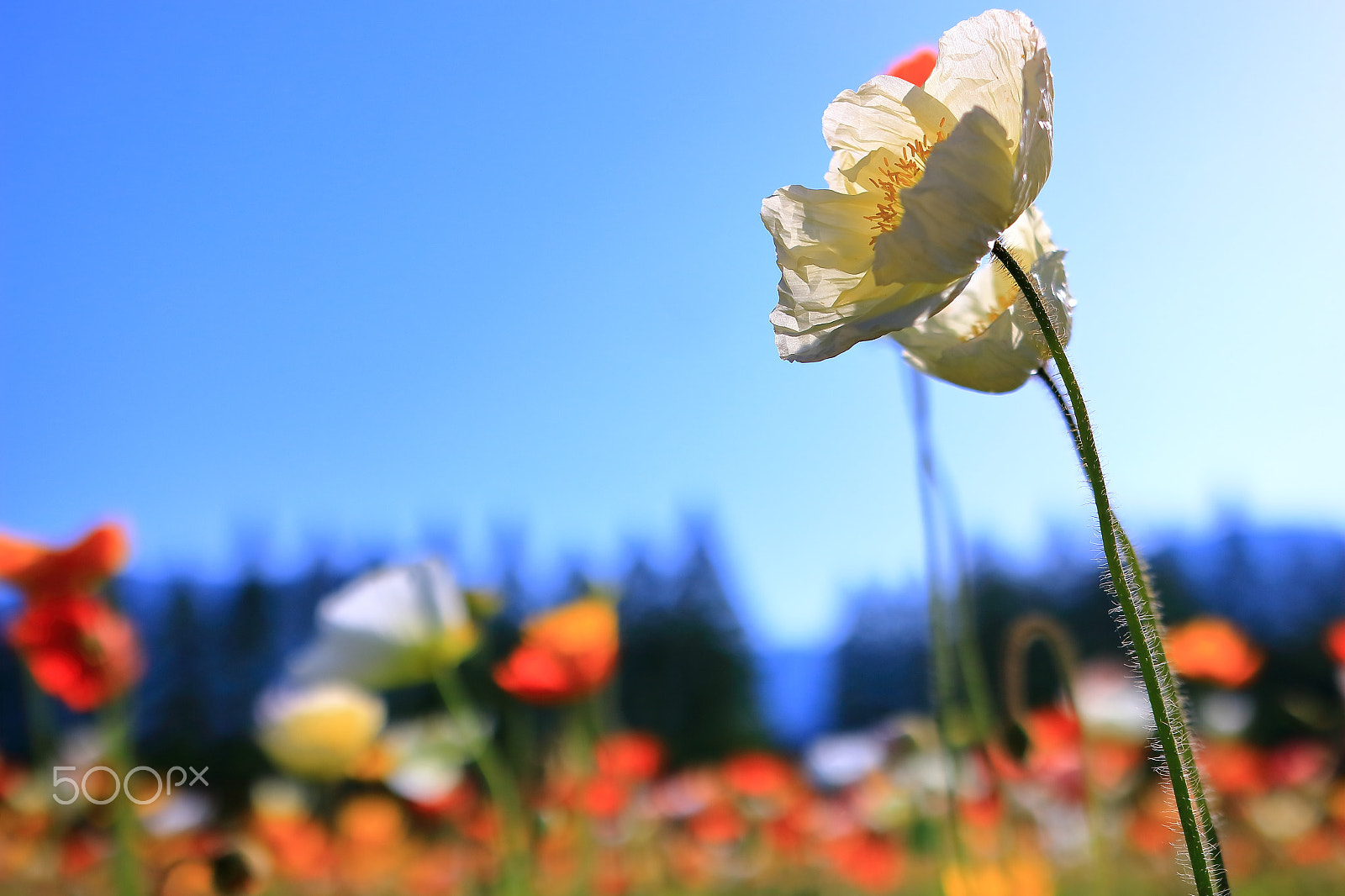 Sigma 18-35mm f/1.8 DC HSM sample photo. Poppies photography