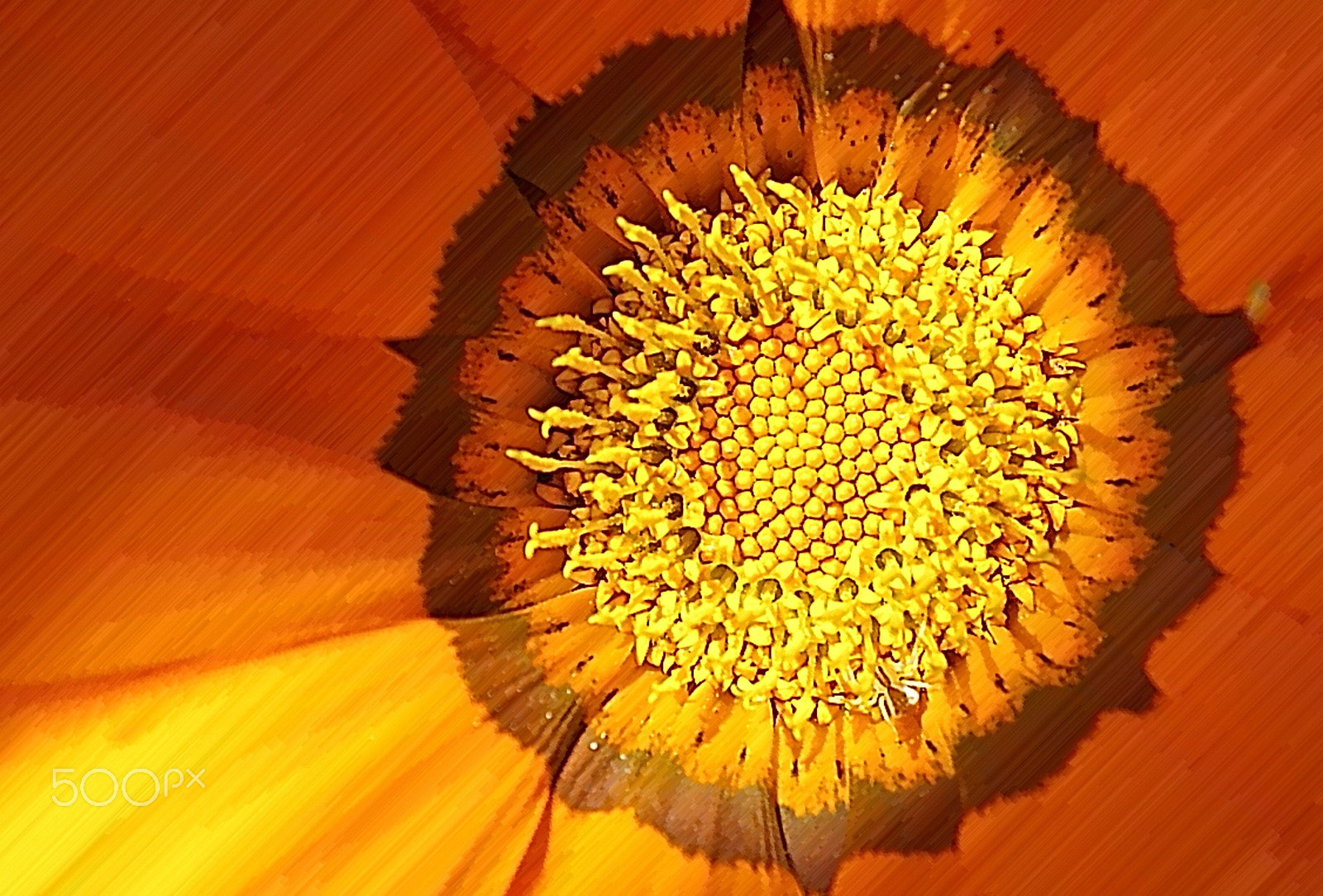 Pentax K-01 sample photo. Gazania abstract photography