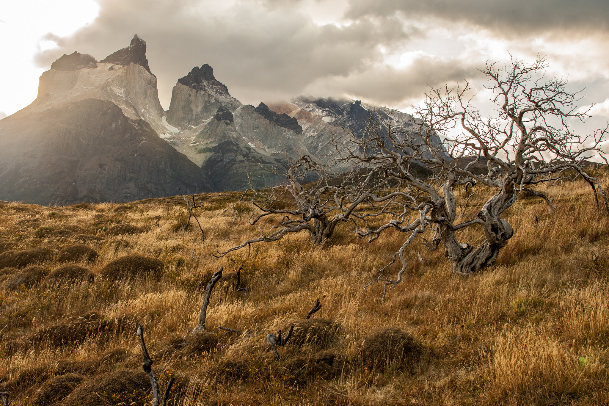 EF28-70mm f/2.8L USM sample photo. Dead tree photography