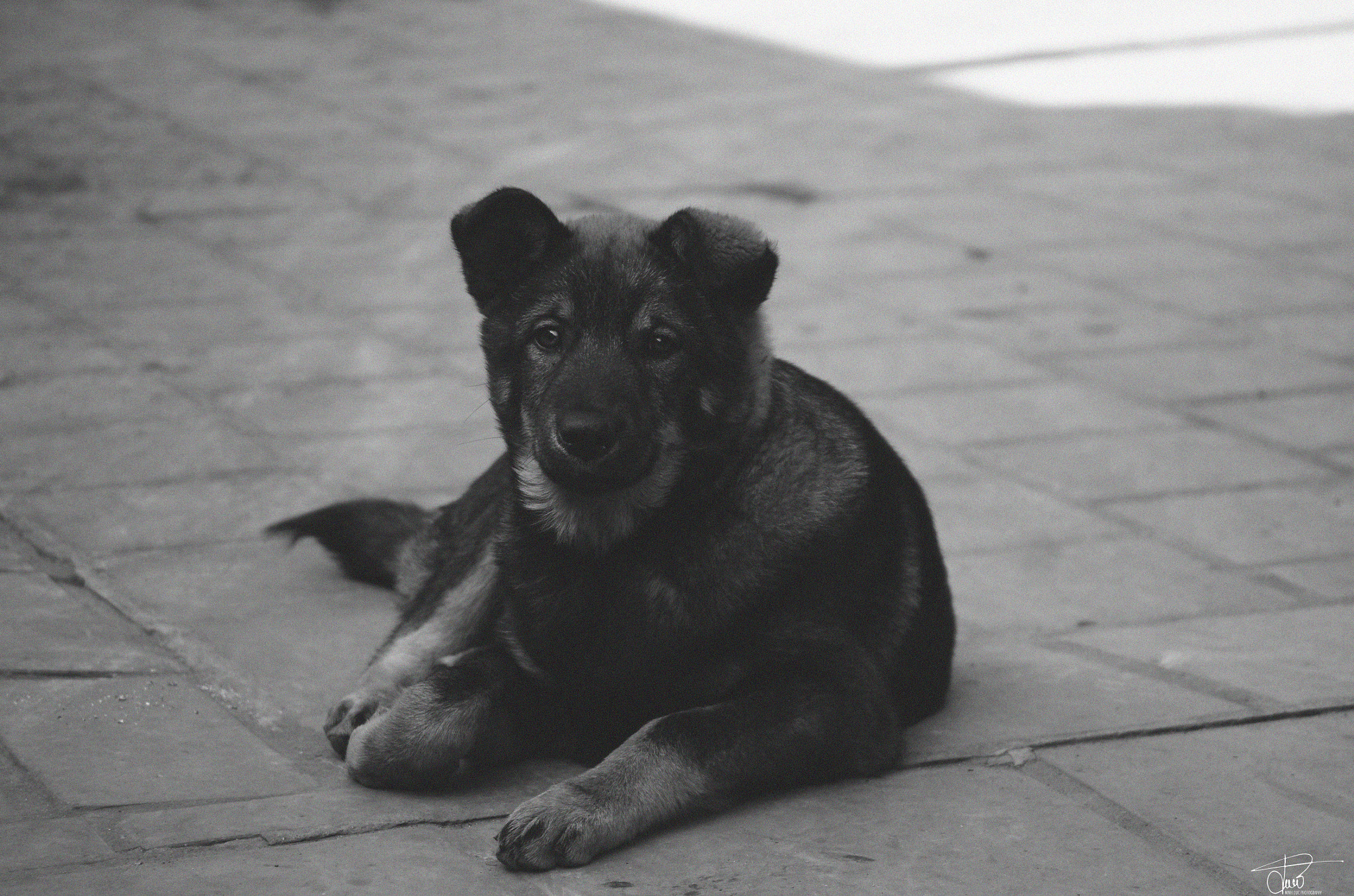 Pentax smc DA 17-70mm F4.0 AL (IF) SDM sample photo. My pet photography