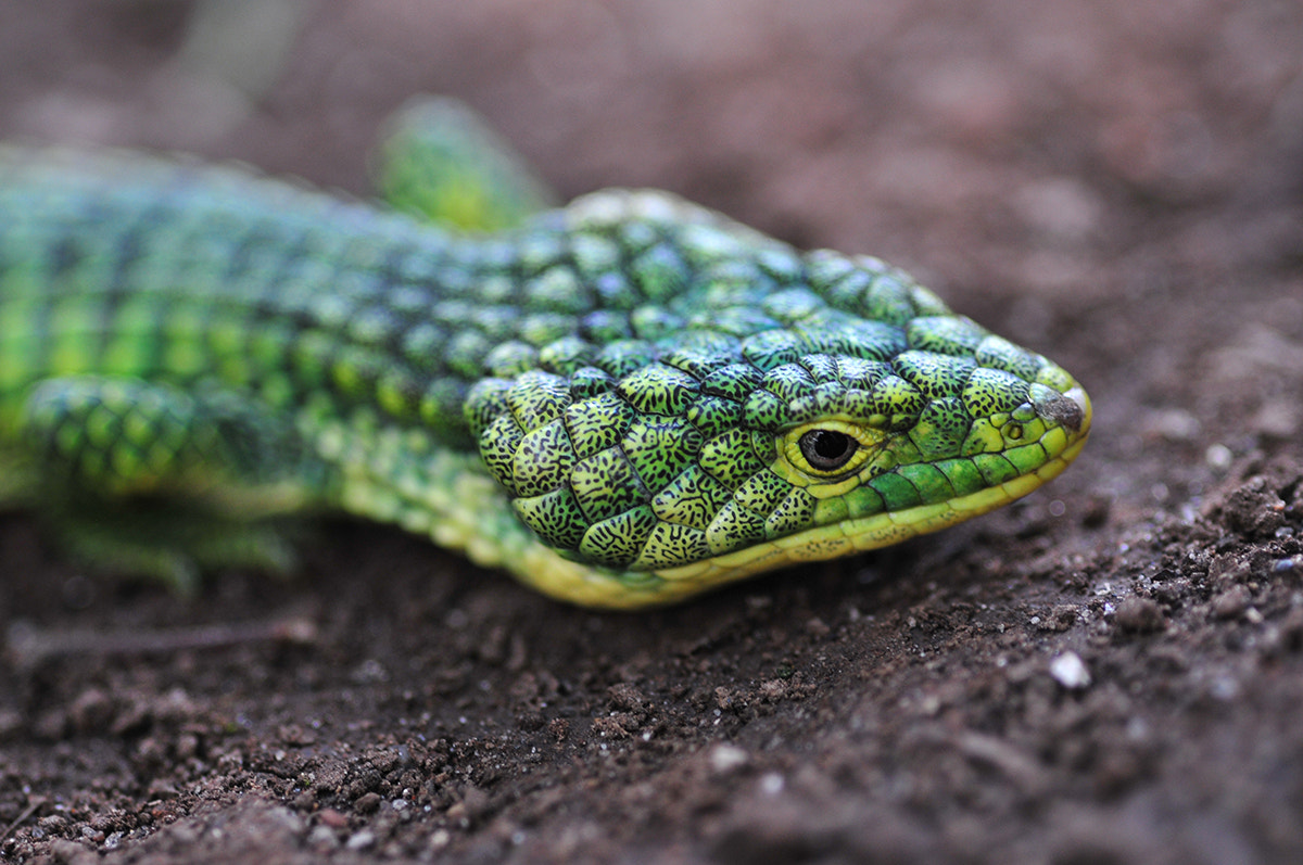 Nikon D300 + Sigma 105mm F2.8 EX DG Macro sample photo. Copia photography