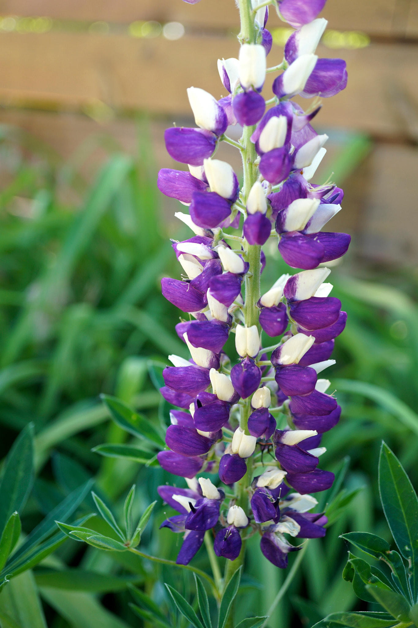 Sony a6000 + Sony E 30mm F3.5 sample photo. Lupinus photography