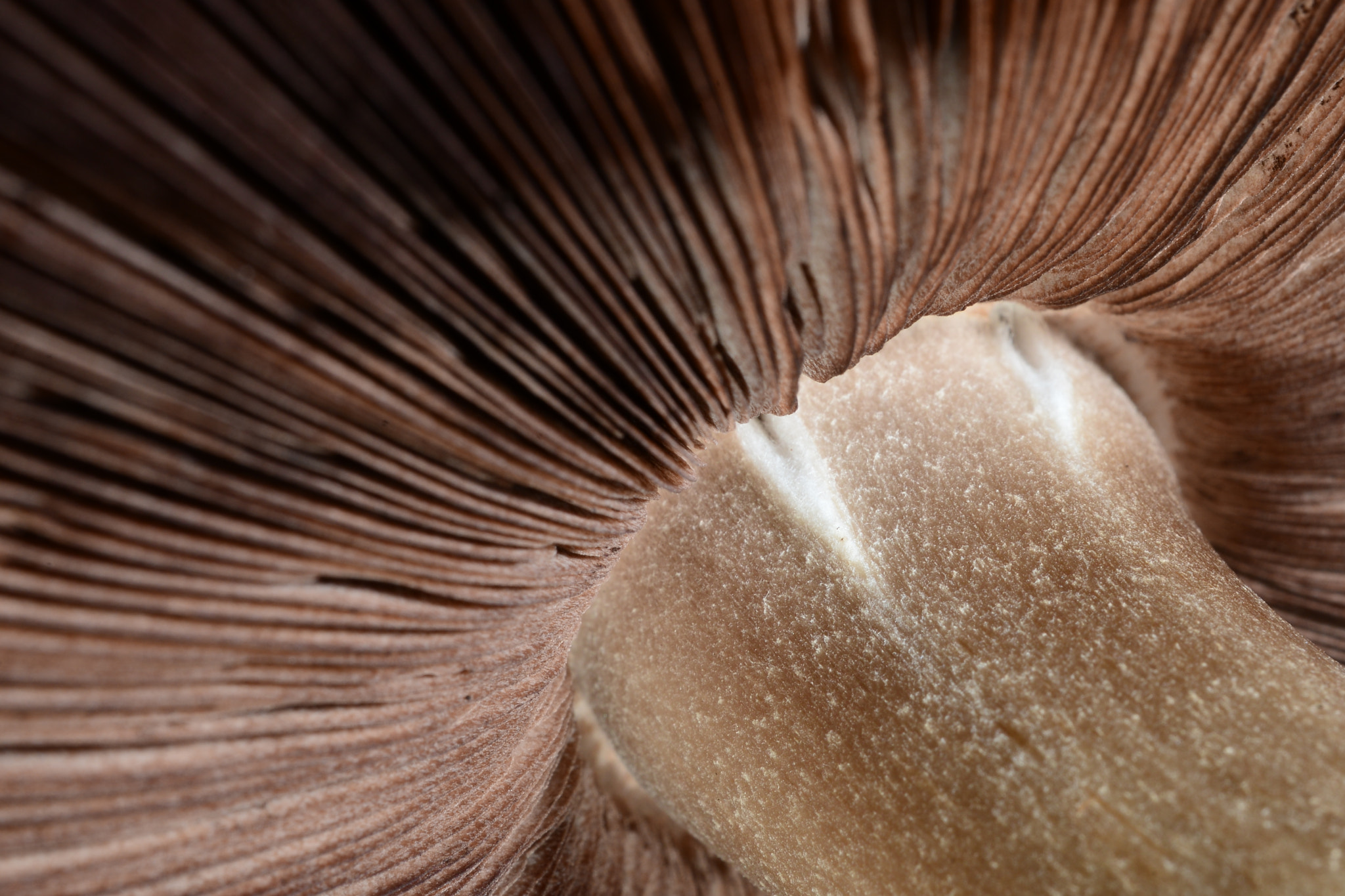 Nikon AF-S DX Micro Nikkor 40mm F2.8 sample photo. Hongo fungi sepia.jpg photography