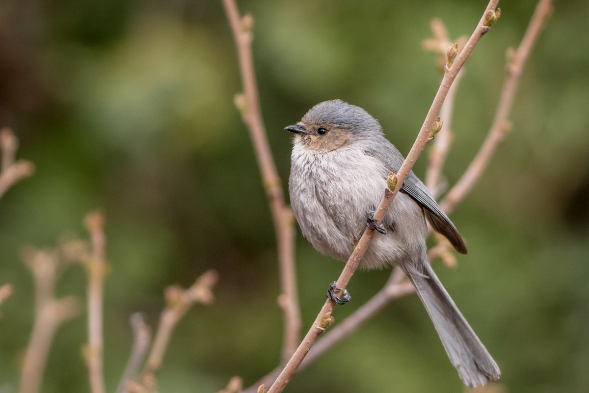 Canon EF 200-400mm F4L IS USM Extender 1.4x sample photo. Bushtit photography