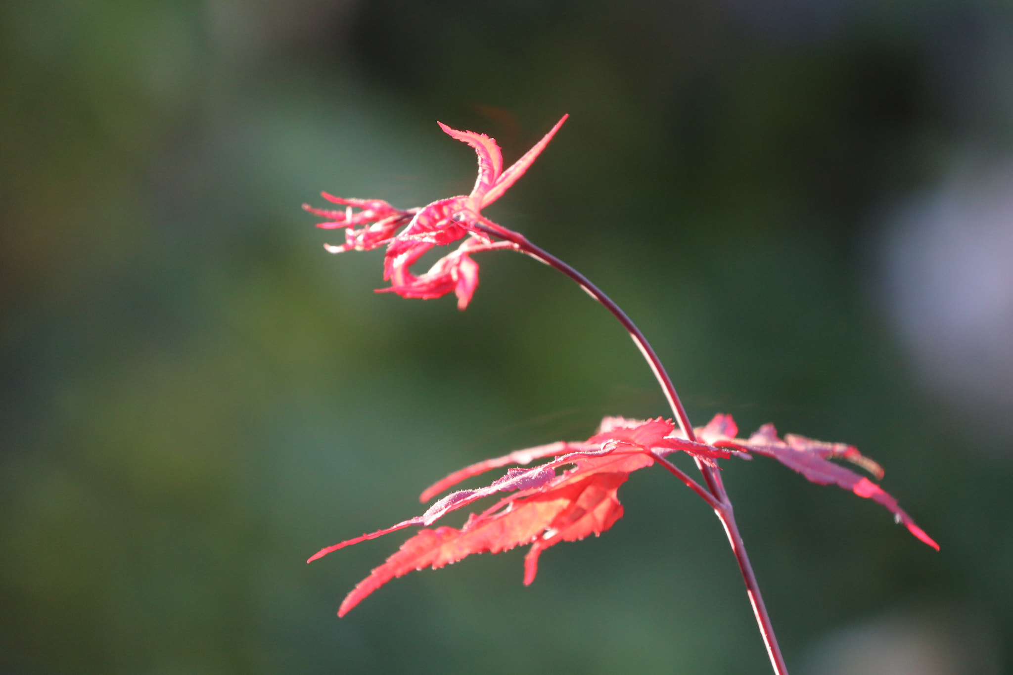 Canon EOS 750D (EOS Rebel T6i / EOS Kiss X8i) + Canon EF 70-200mm F4L USM sample photo. Shaun larson's wish photography